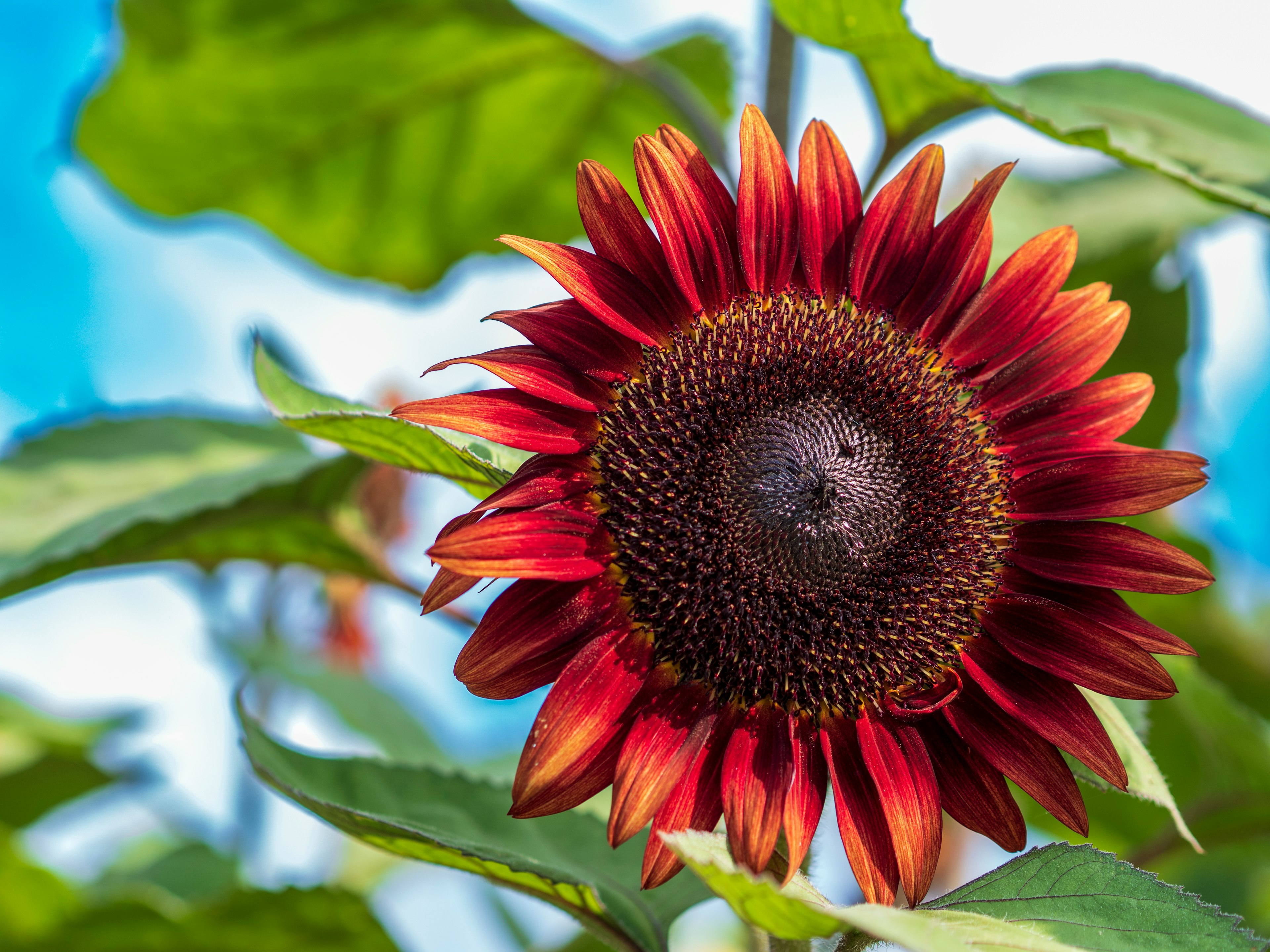 Eine Sonnenblume mit roten Rändern blüht unter einem blauen Himmel