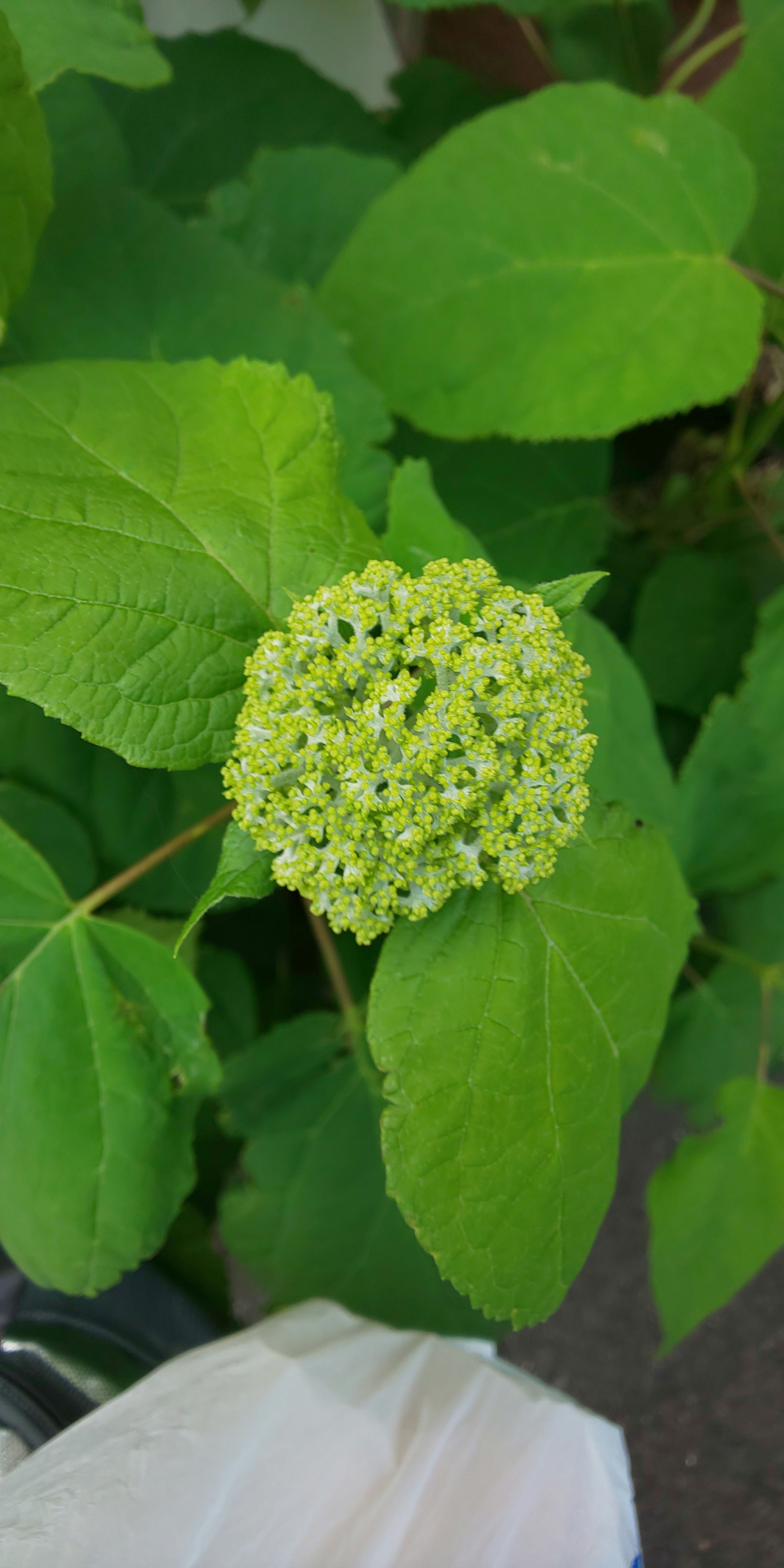 Brote de flor blanca rodeado de hojas verdes