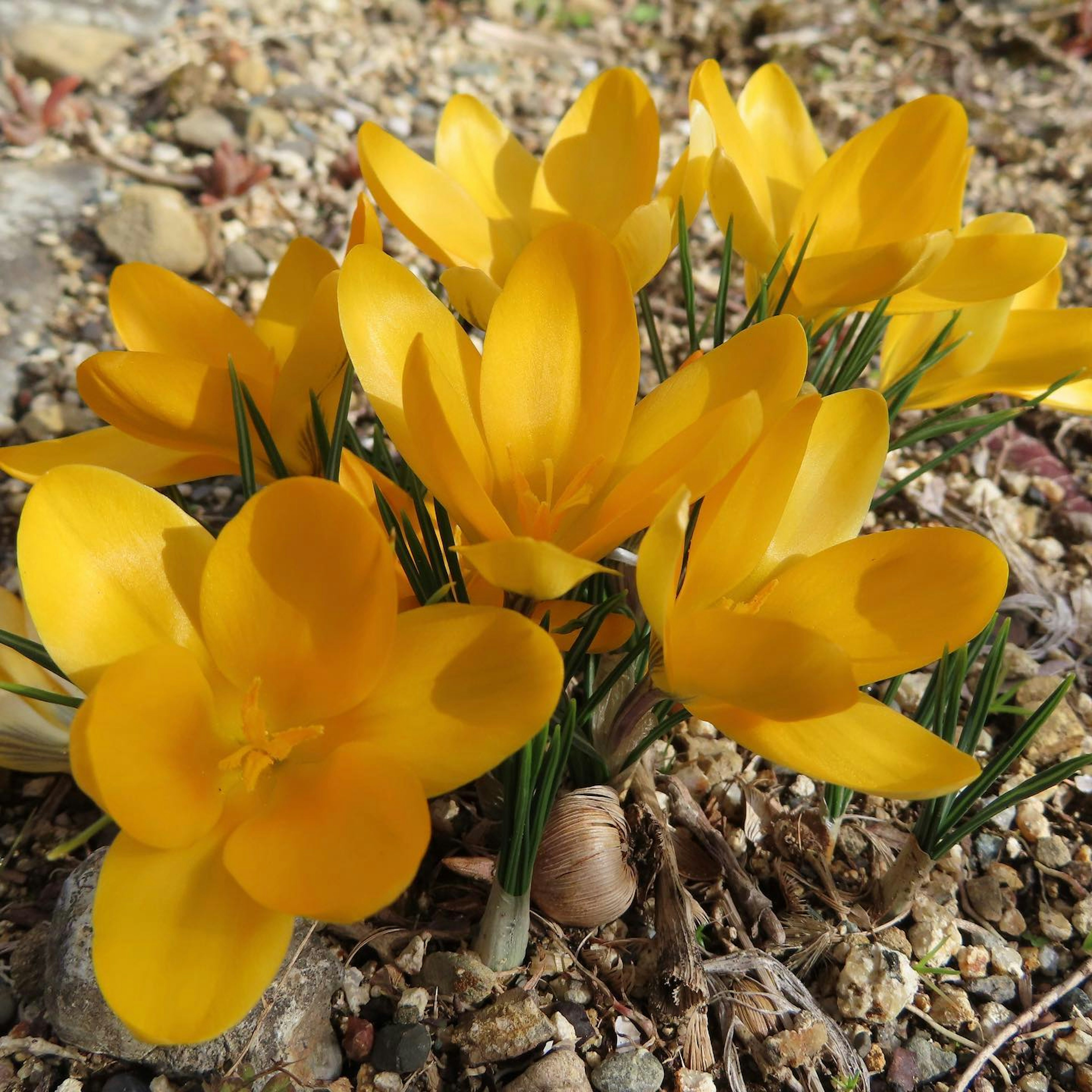 Bright yellow crocus flowers emerging from the ground