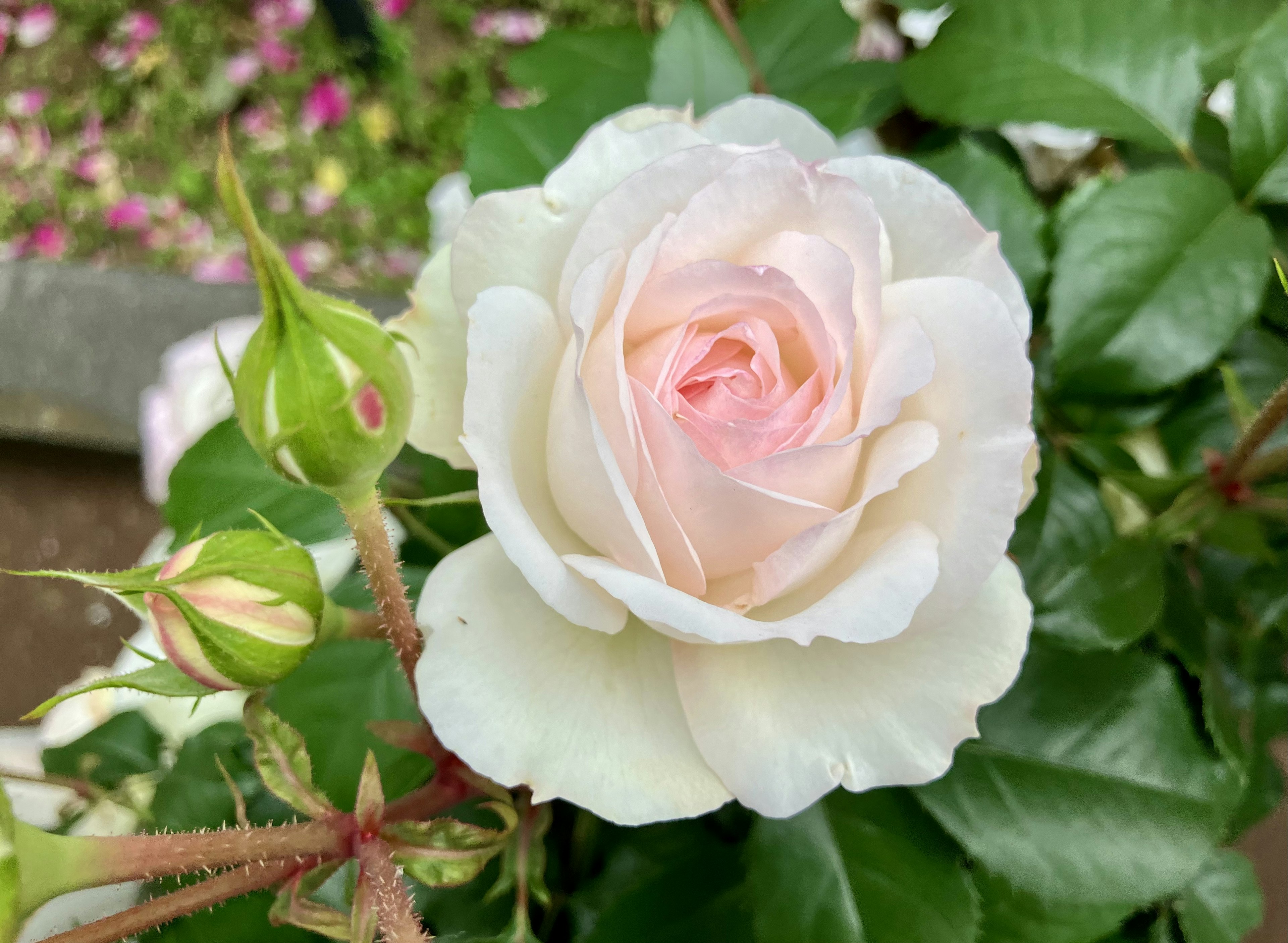 Un fiore di rosa con petali rosa chiaro e foglie verdi