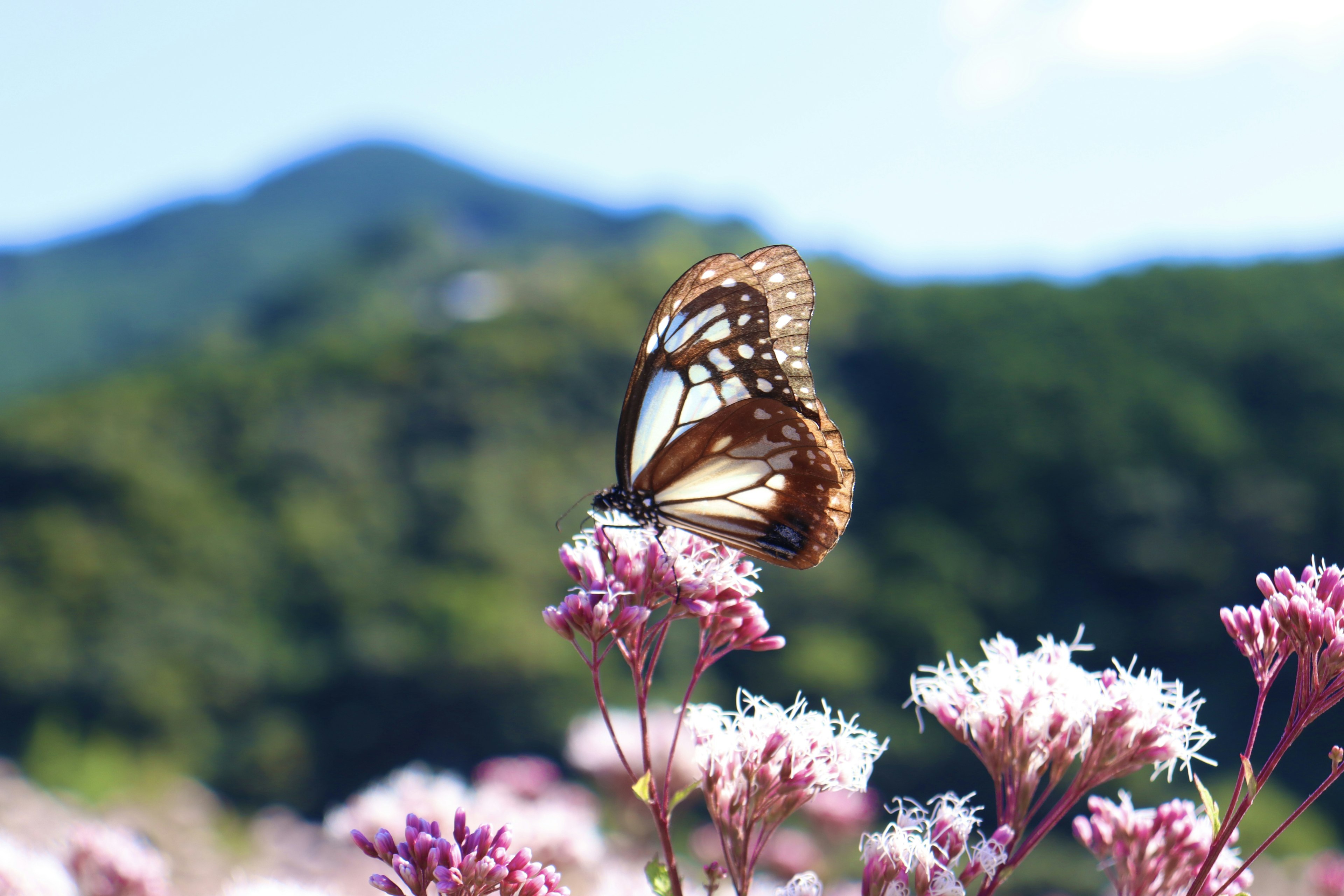 Un beau papillon posé sur des fleurs avec un arrière-plan de montagne