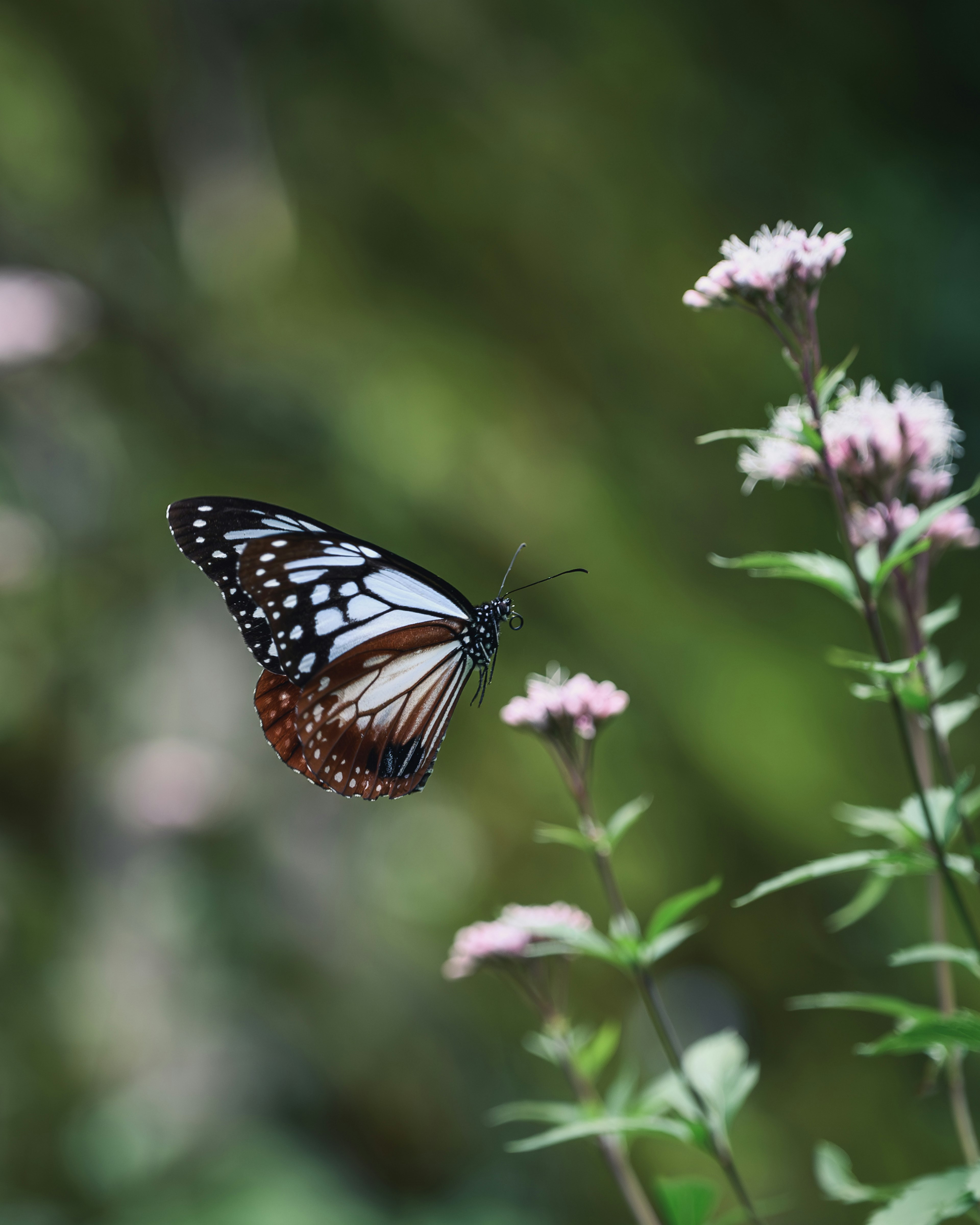 青い蝶がピンクの花の近くで飛んでいる風景