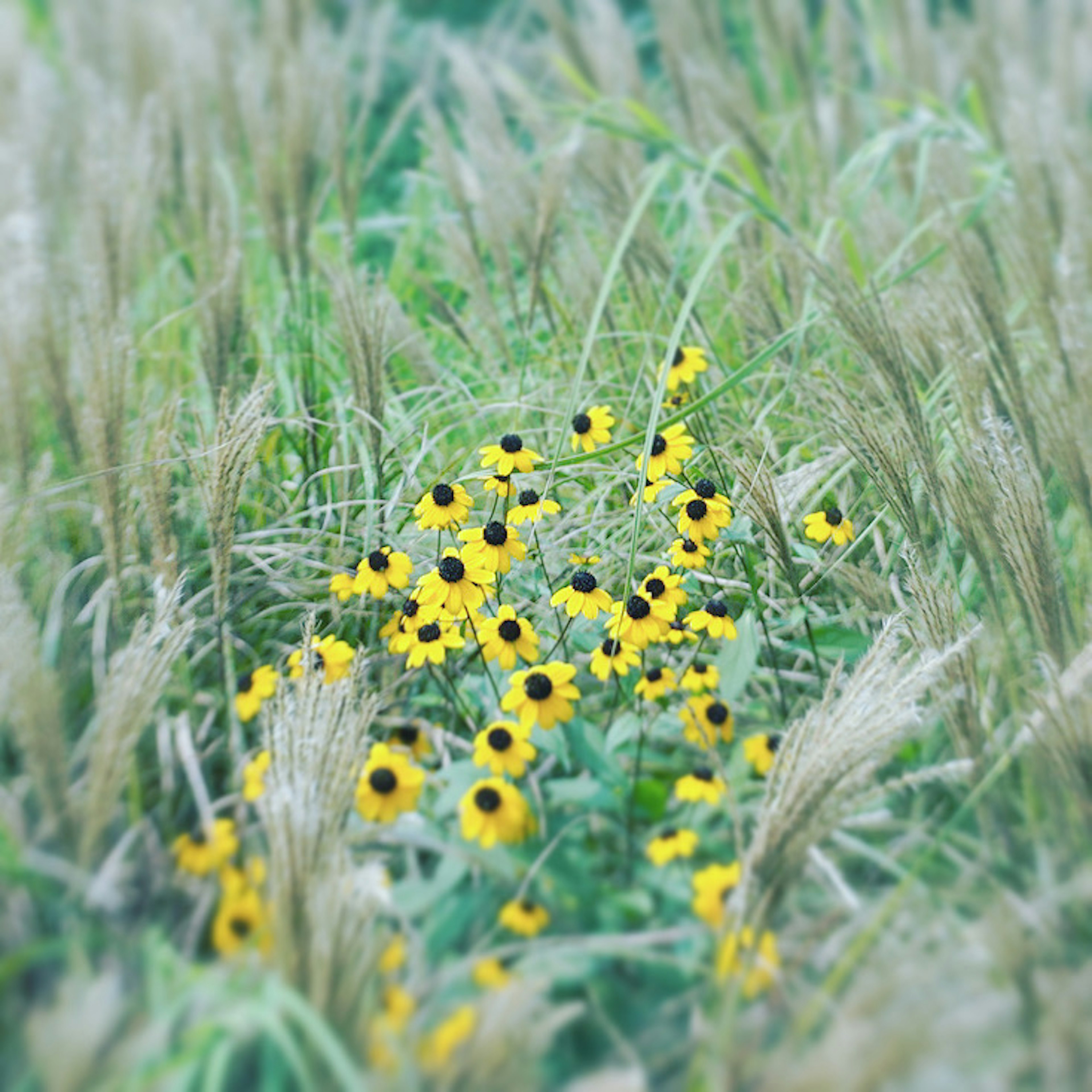 黄色い花が咲いた草原の中にある景色