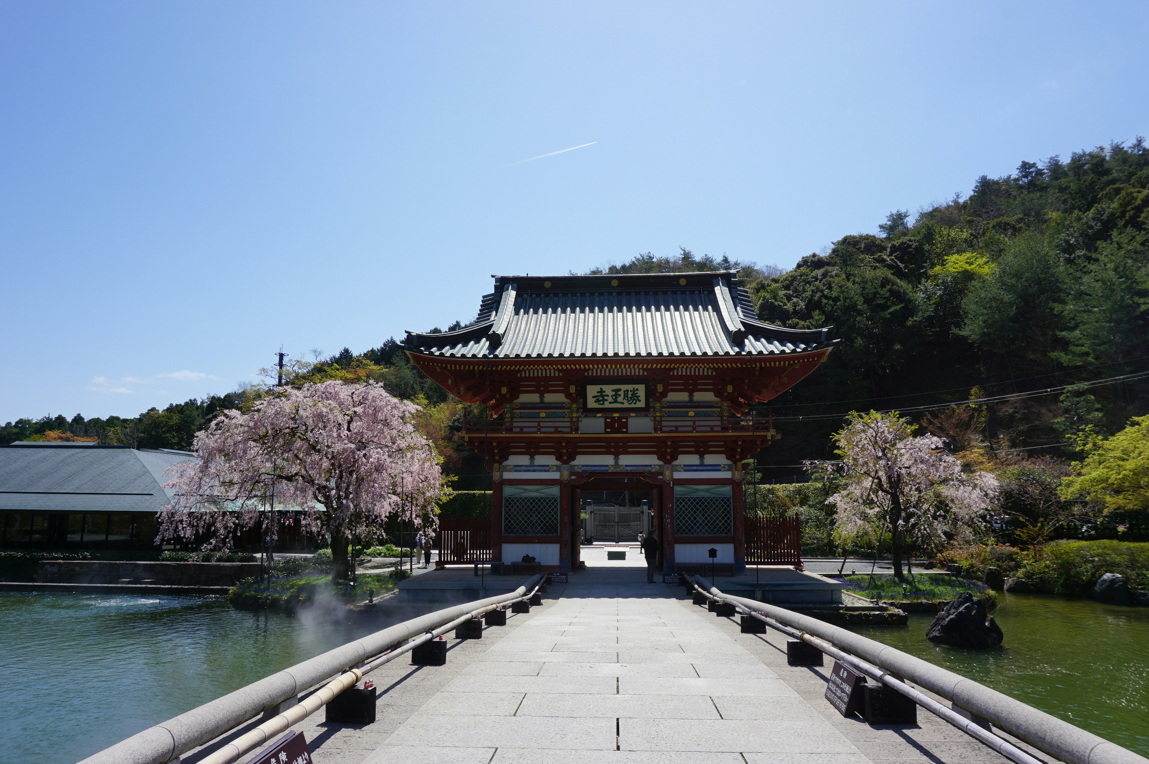 美しい桜の木が並ぶ橋を渡ると、伝統的な日本の建物が見える