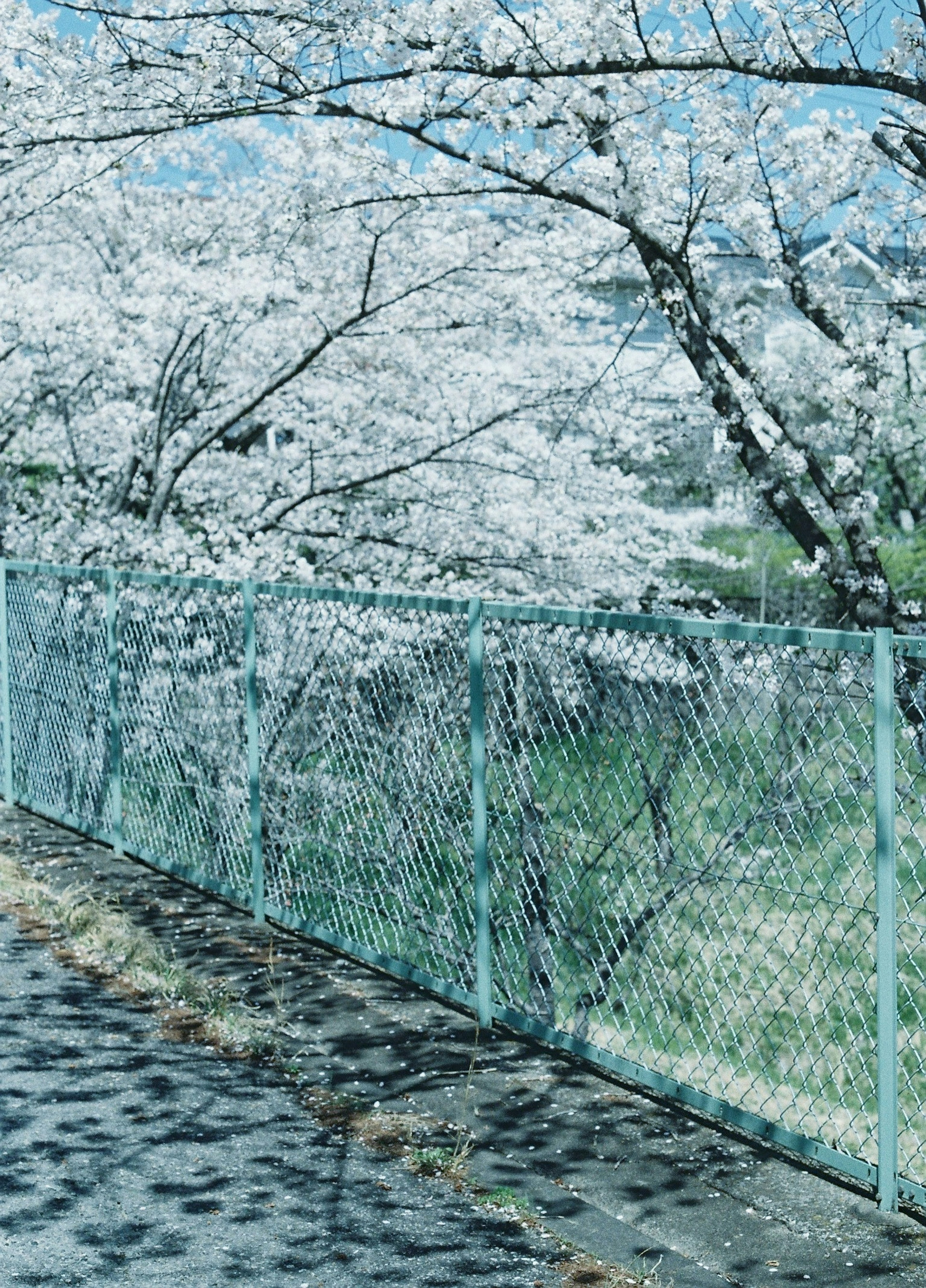 桜の花が咲いているフェンスの風景