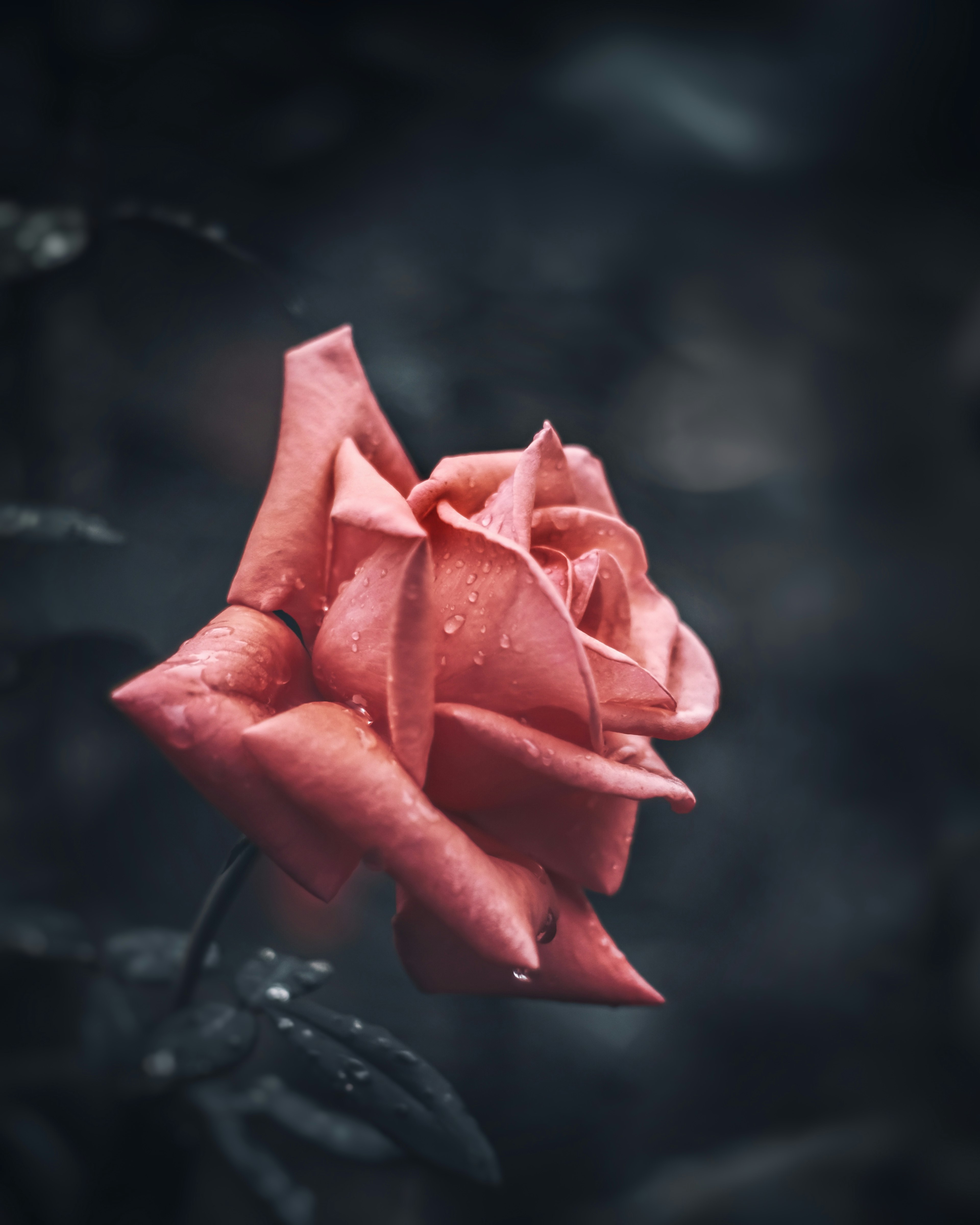 A beautiful pink rose blooming against a dark background