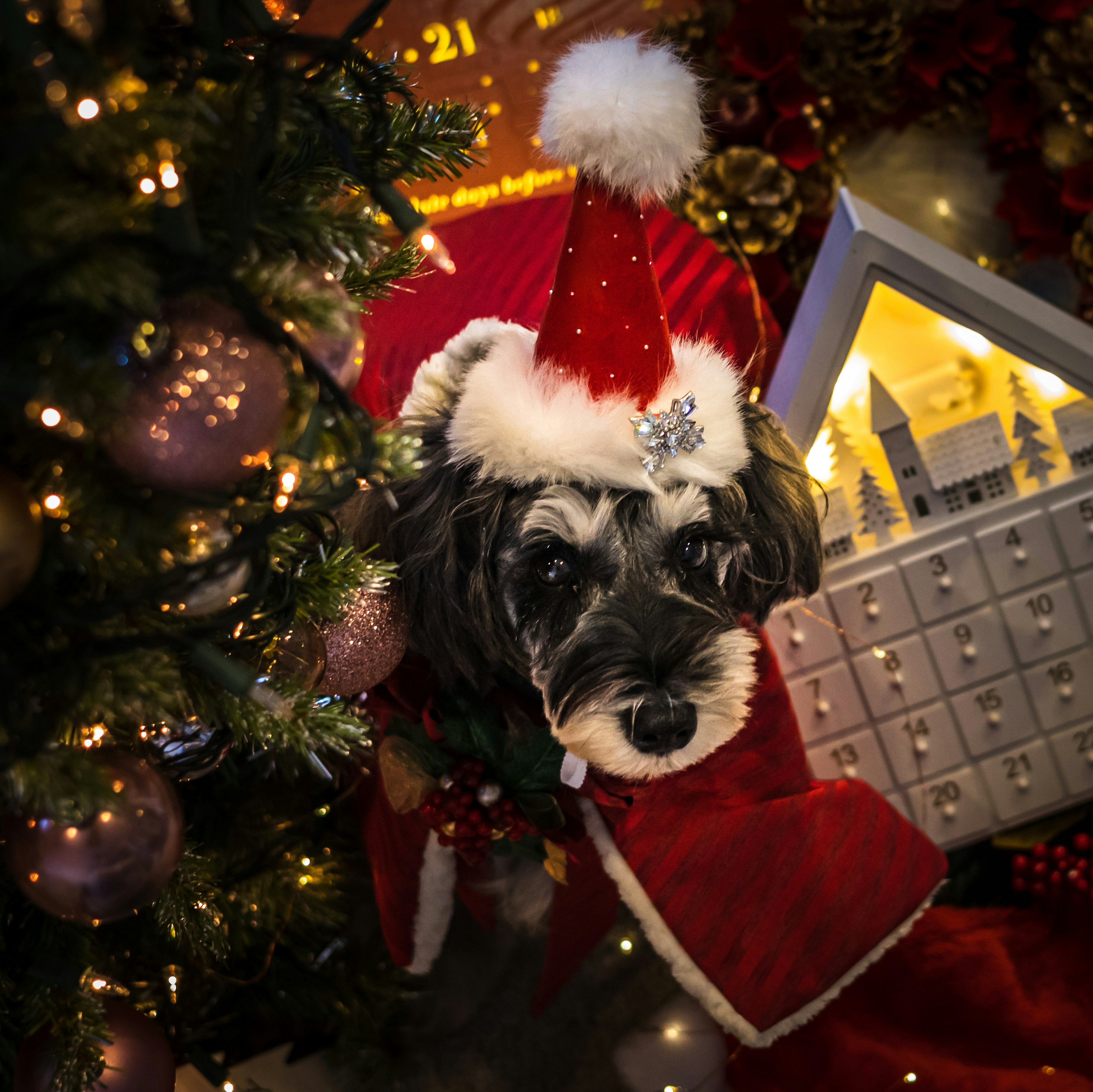 Hund mit Weihnachtsmütze neben einem geschmückten Baum