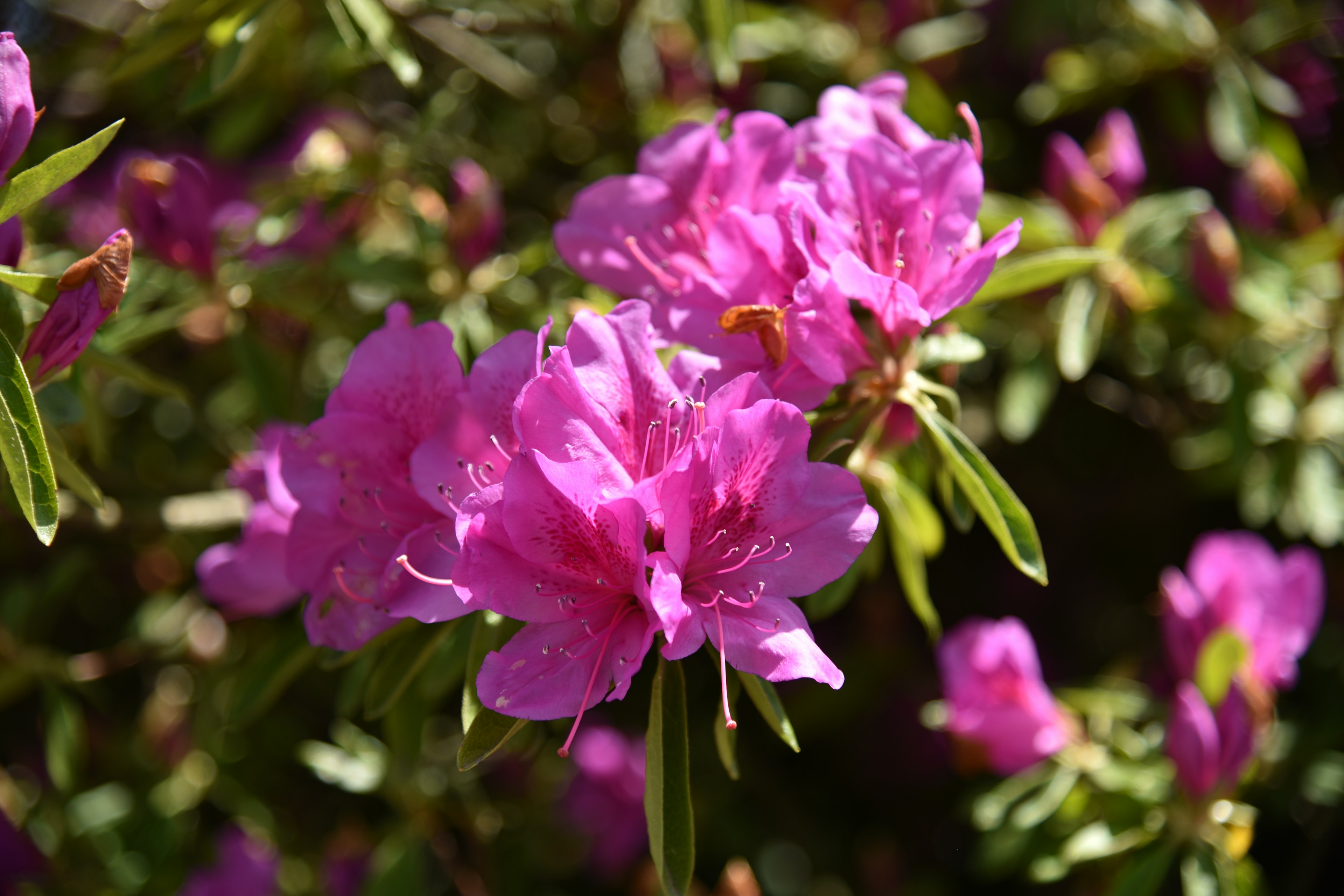 Fleurs d'azalée roses vibrantes en pleine floraison