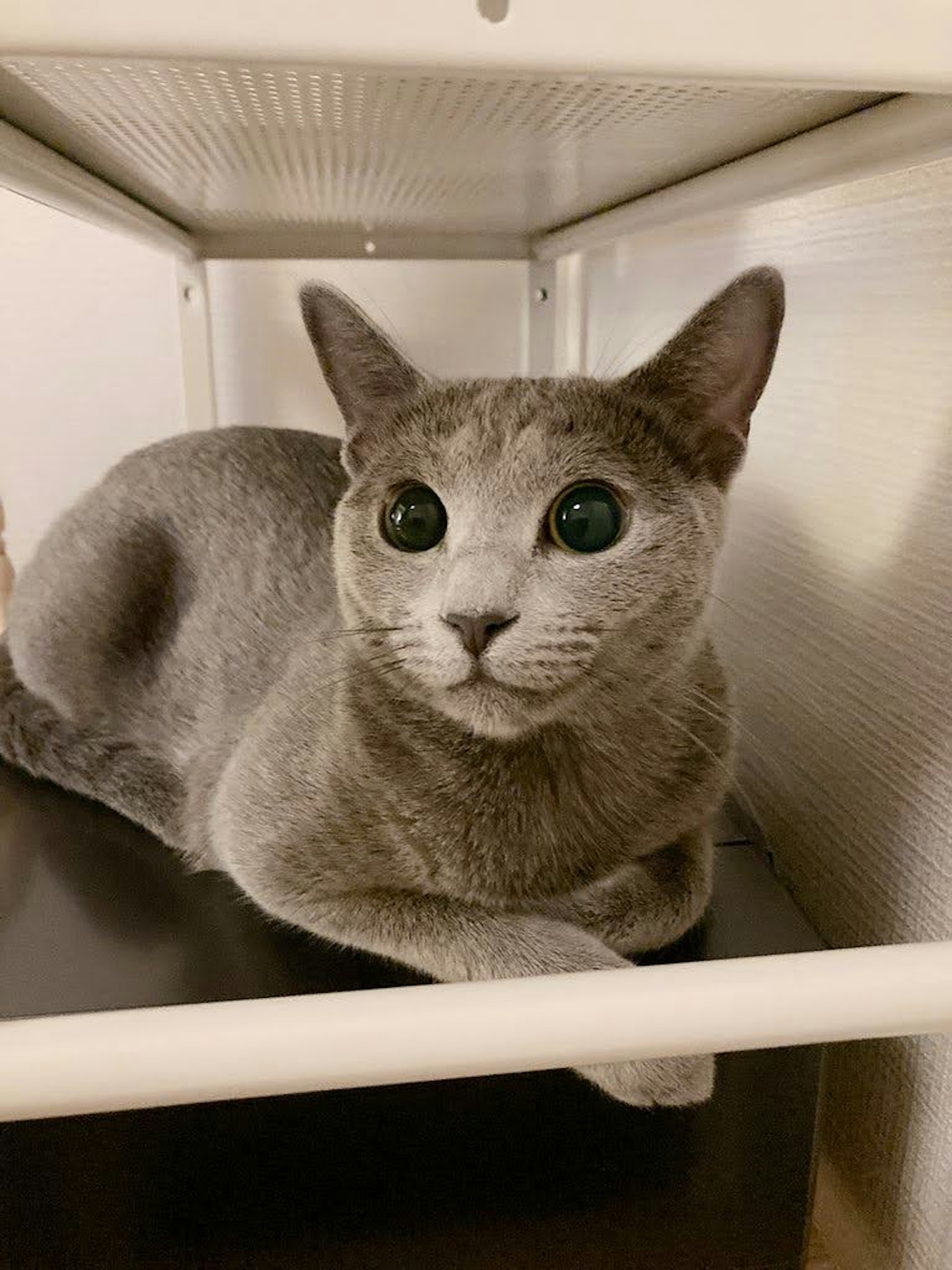 Gato gris descansando dentro de una estantería