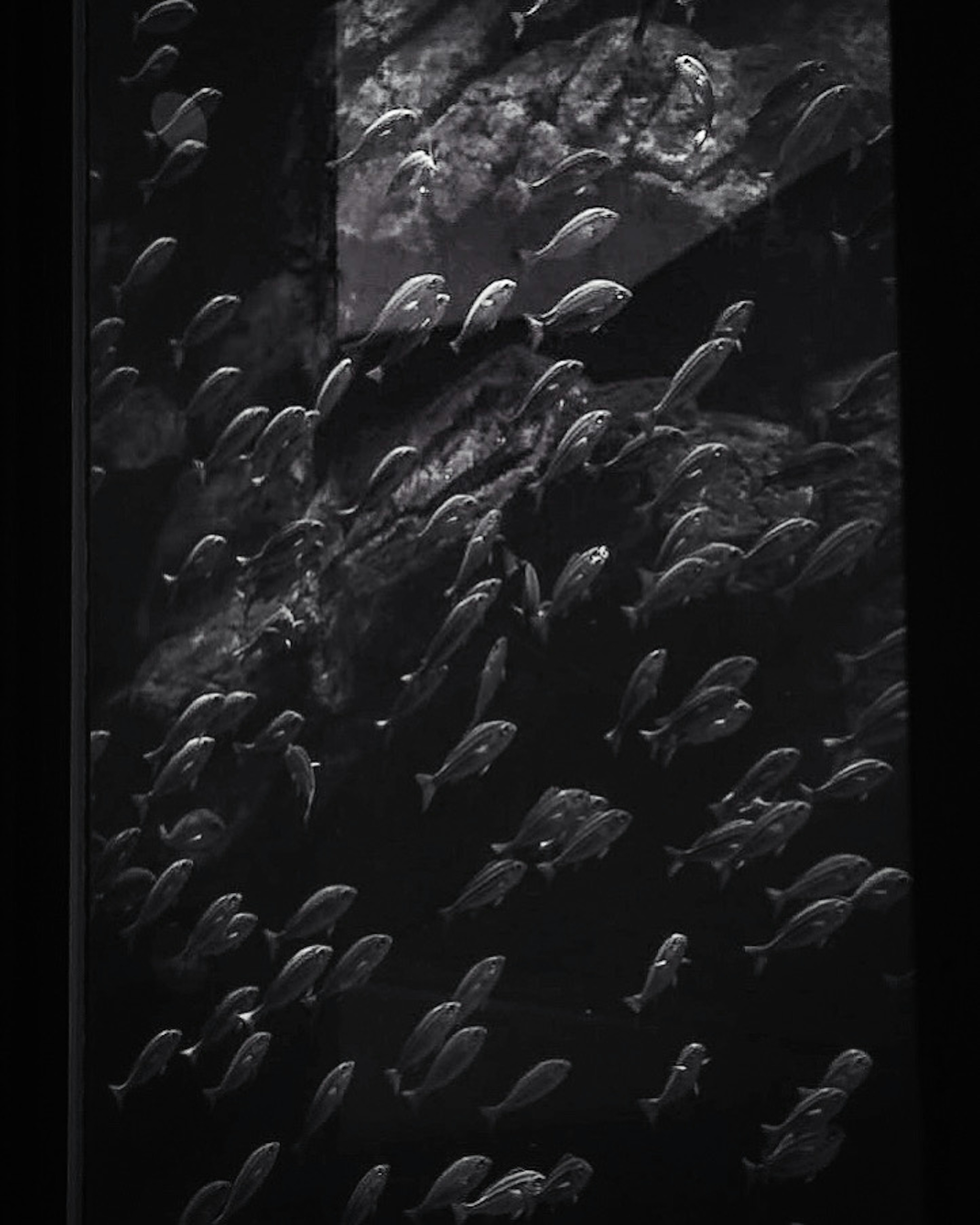 A school of fish swimming in dark water