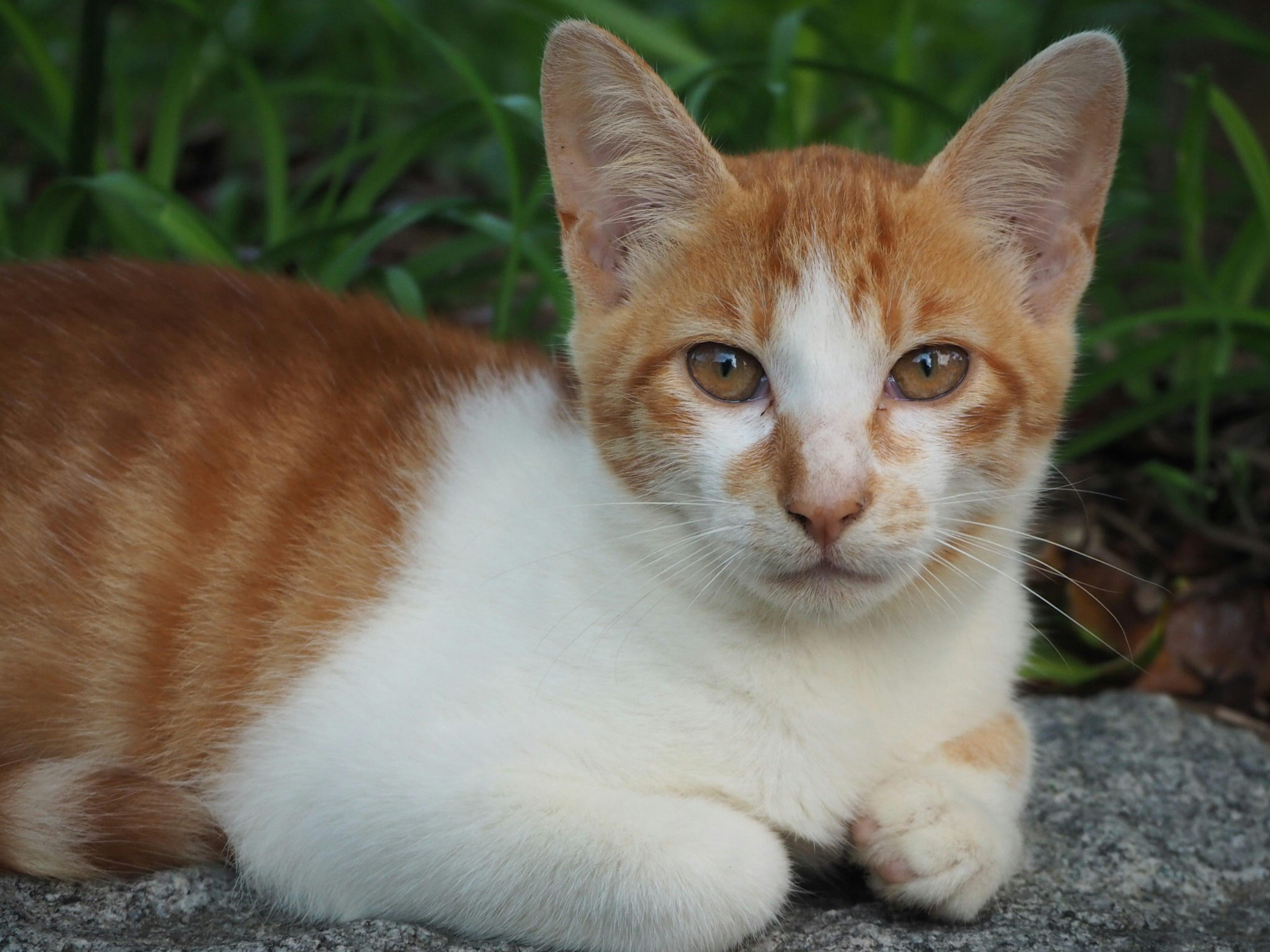 Orange-weiße Katze ruht auf einem Stein mit grünem Gras im Hintergrund