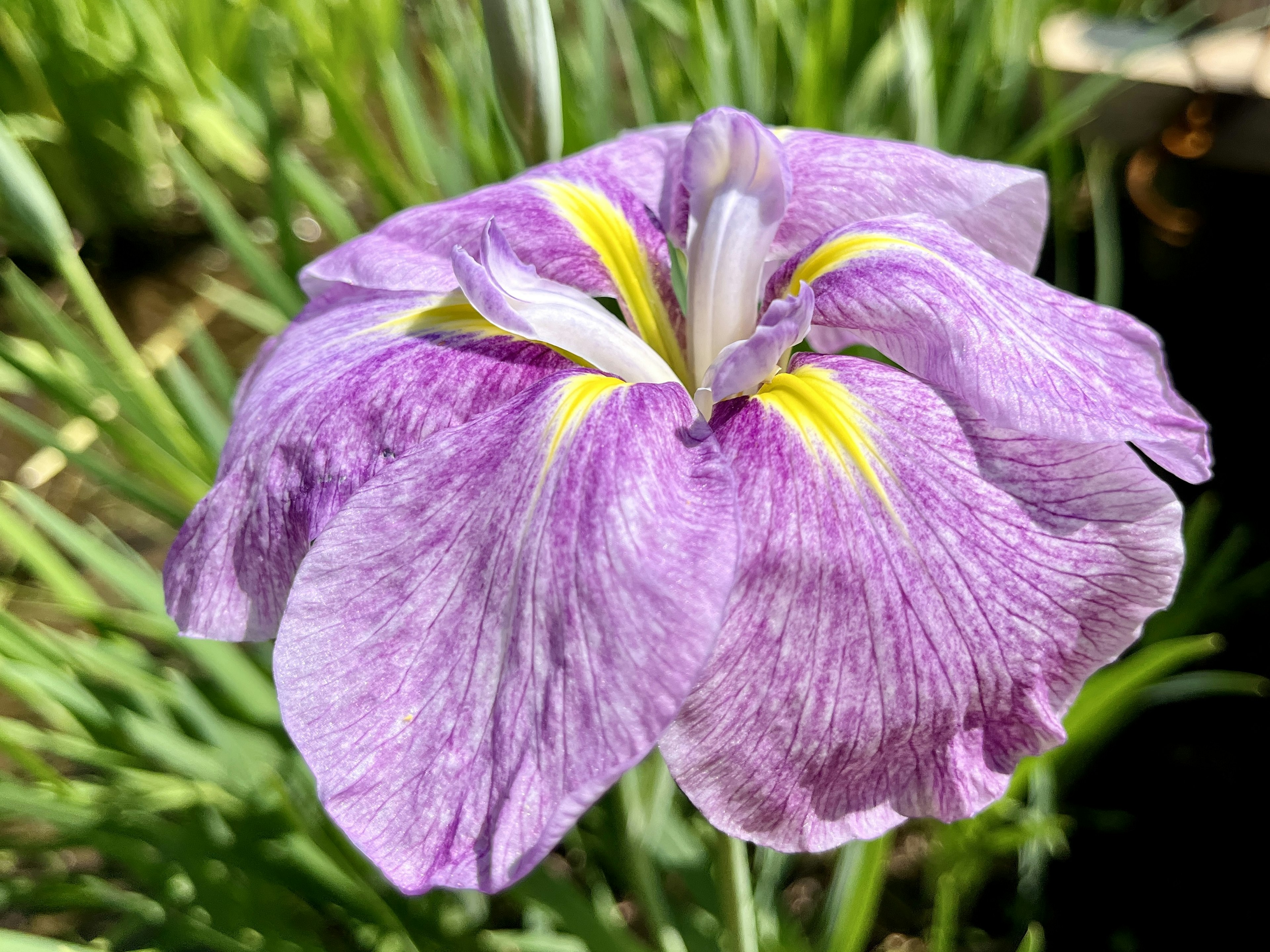 Gros plan d'une belle fleur d'iris avec des pétales violets