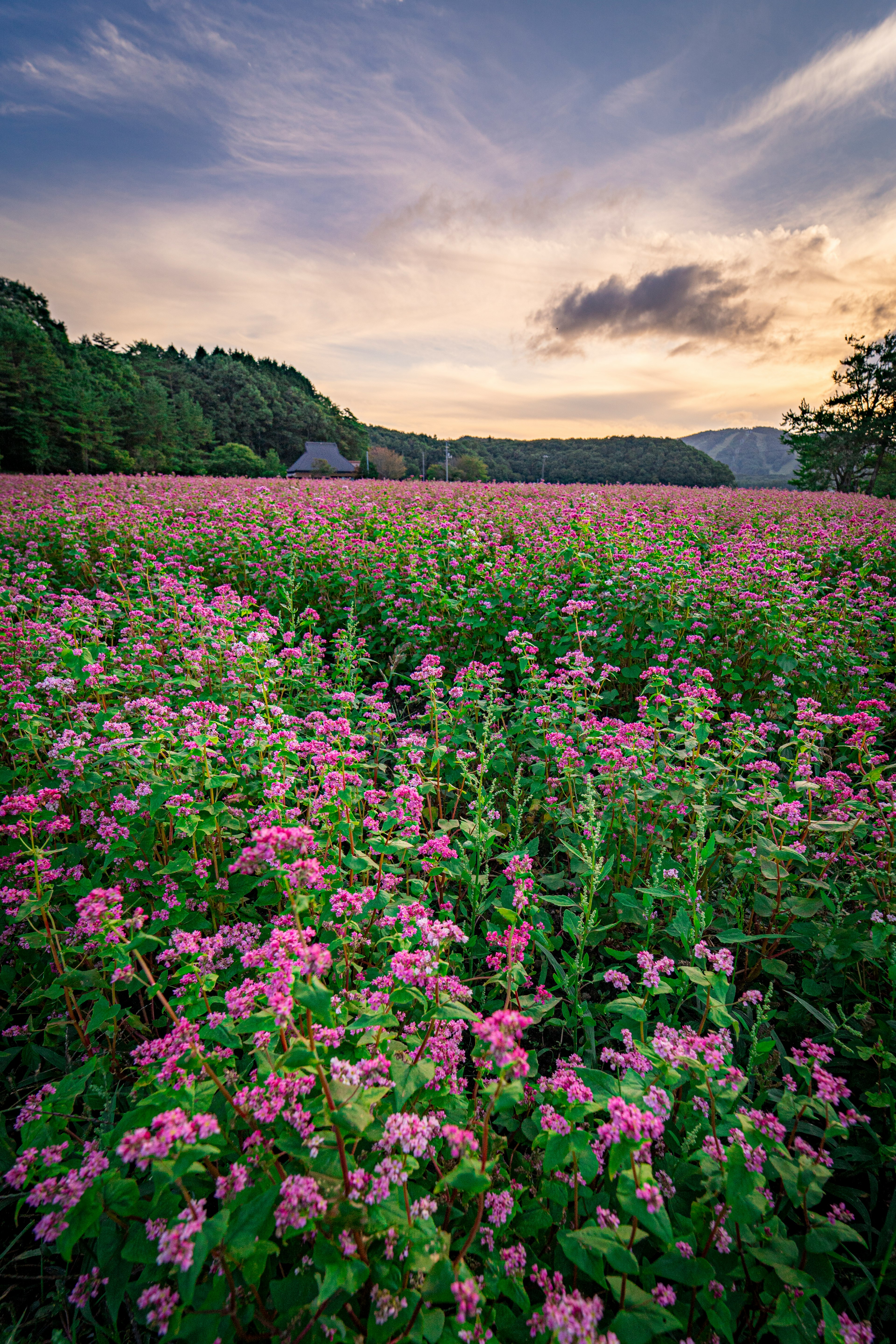 Vasto campo di fiori rosa in fiore sotto un cielo al tramonto