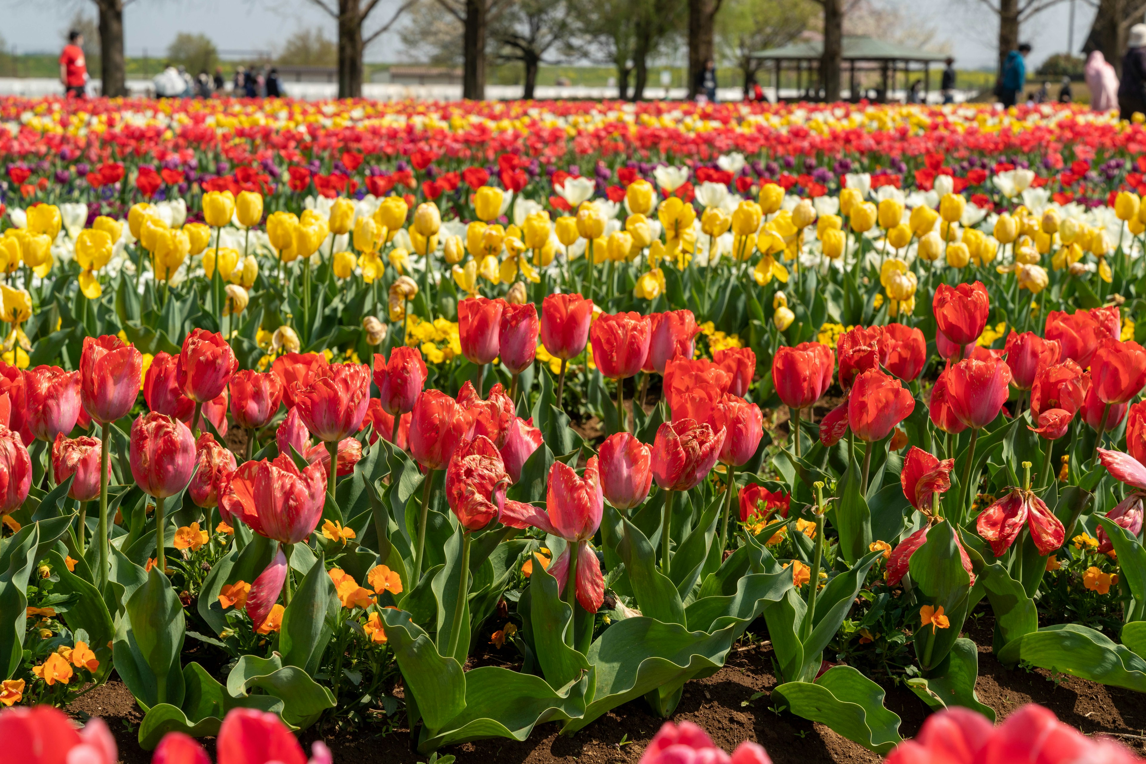 Vibrant tulip field with various colors in a park