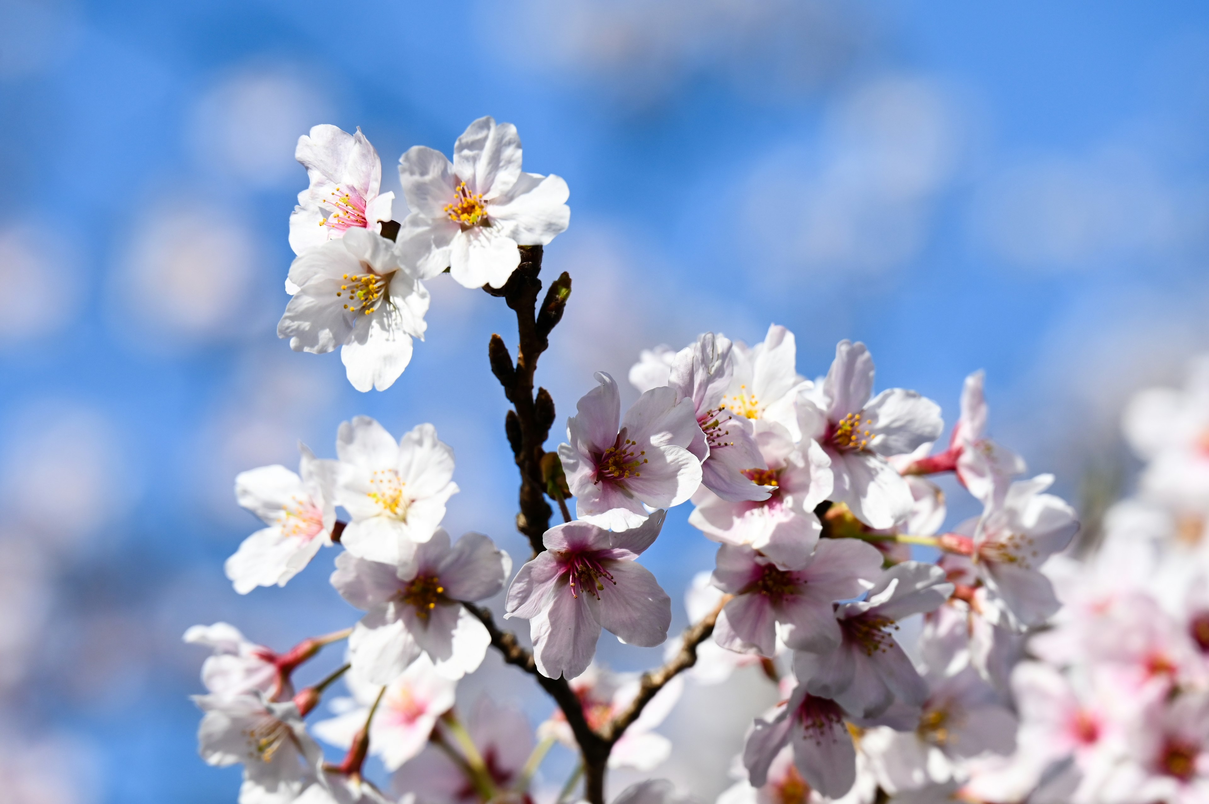 桜の花が青空の下で咲いている美しいシーン