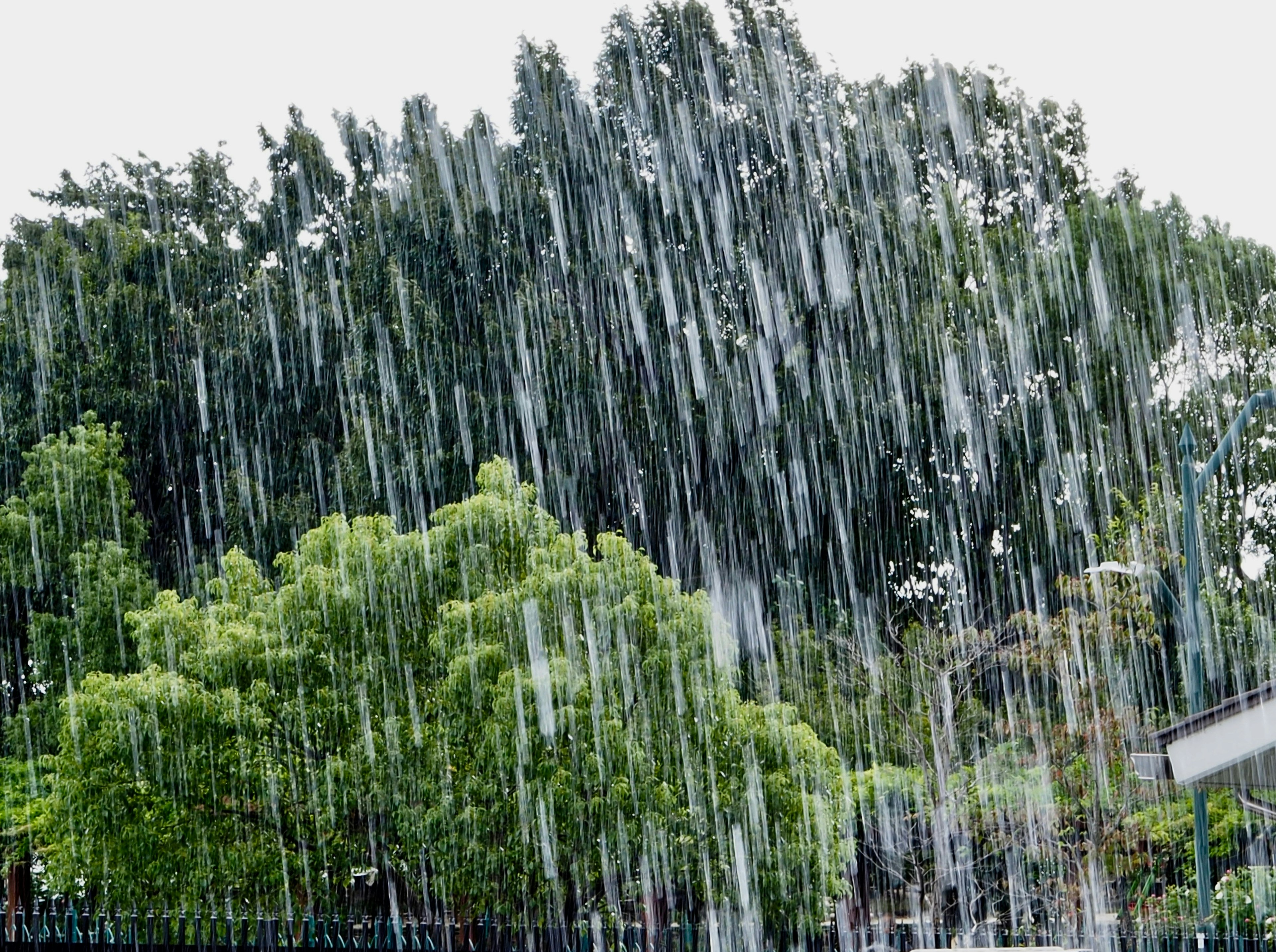 木々と緑の植物が見える雨のシーン