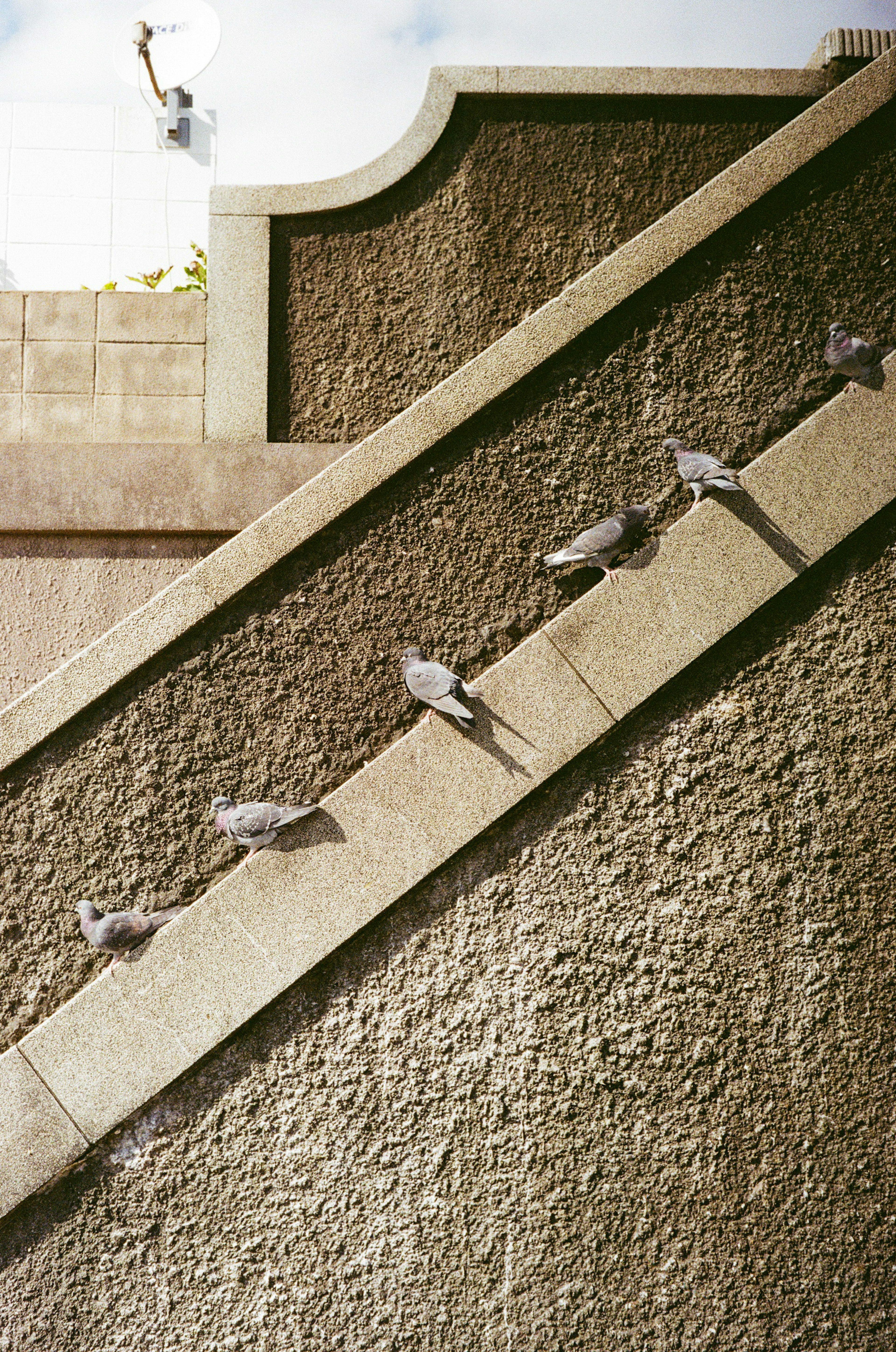 Pigeons alignés sur un mur incliné avec une personne au-dessus