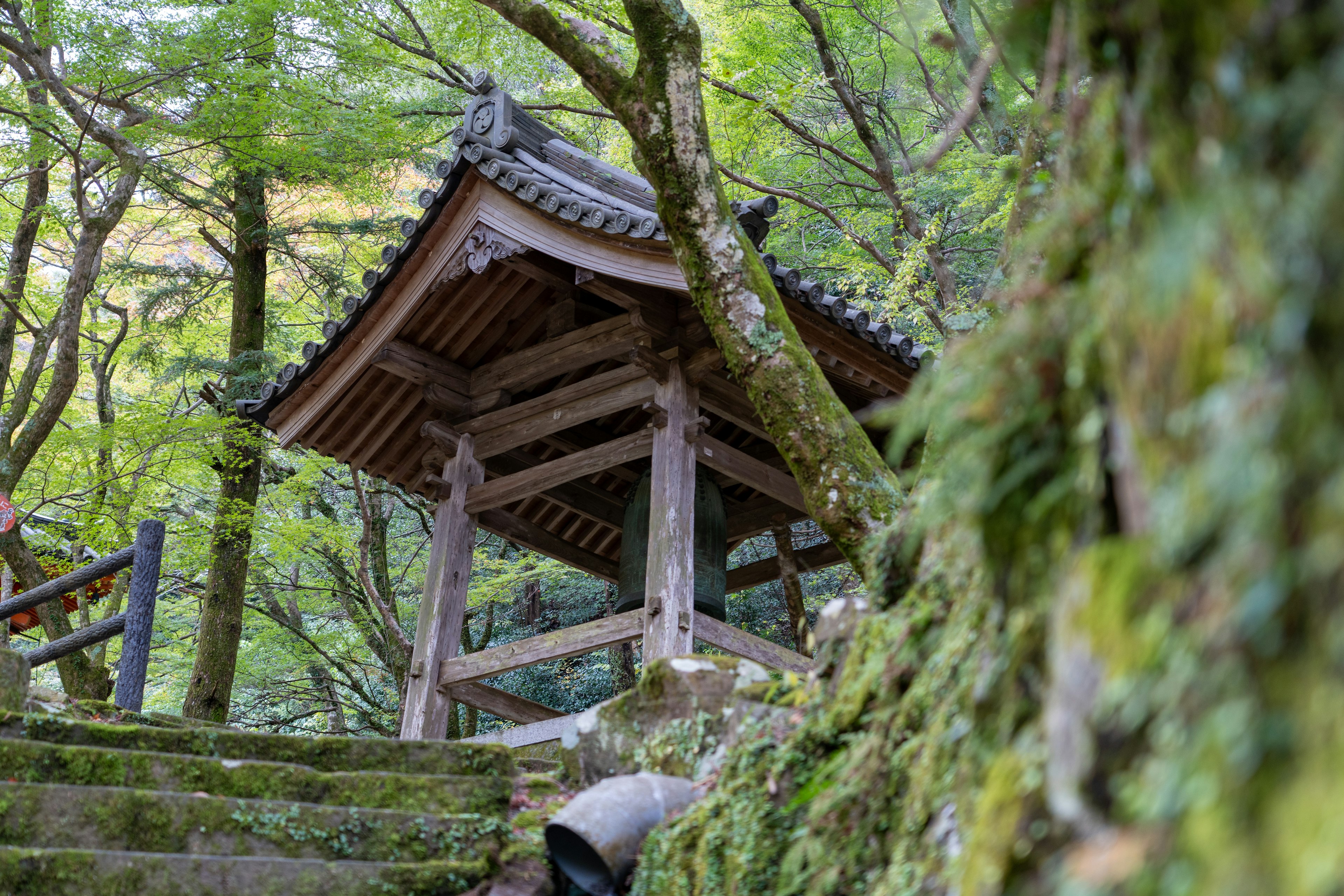 緑に囲まれた古い木造の建物の下からの視点で、苔の生えた石段と木の枝が見える