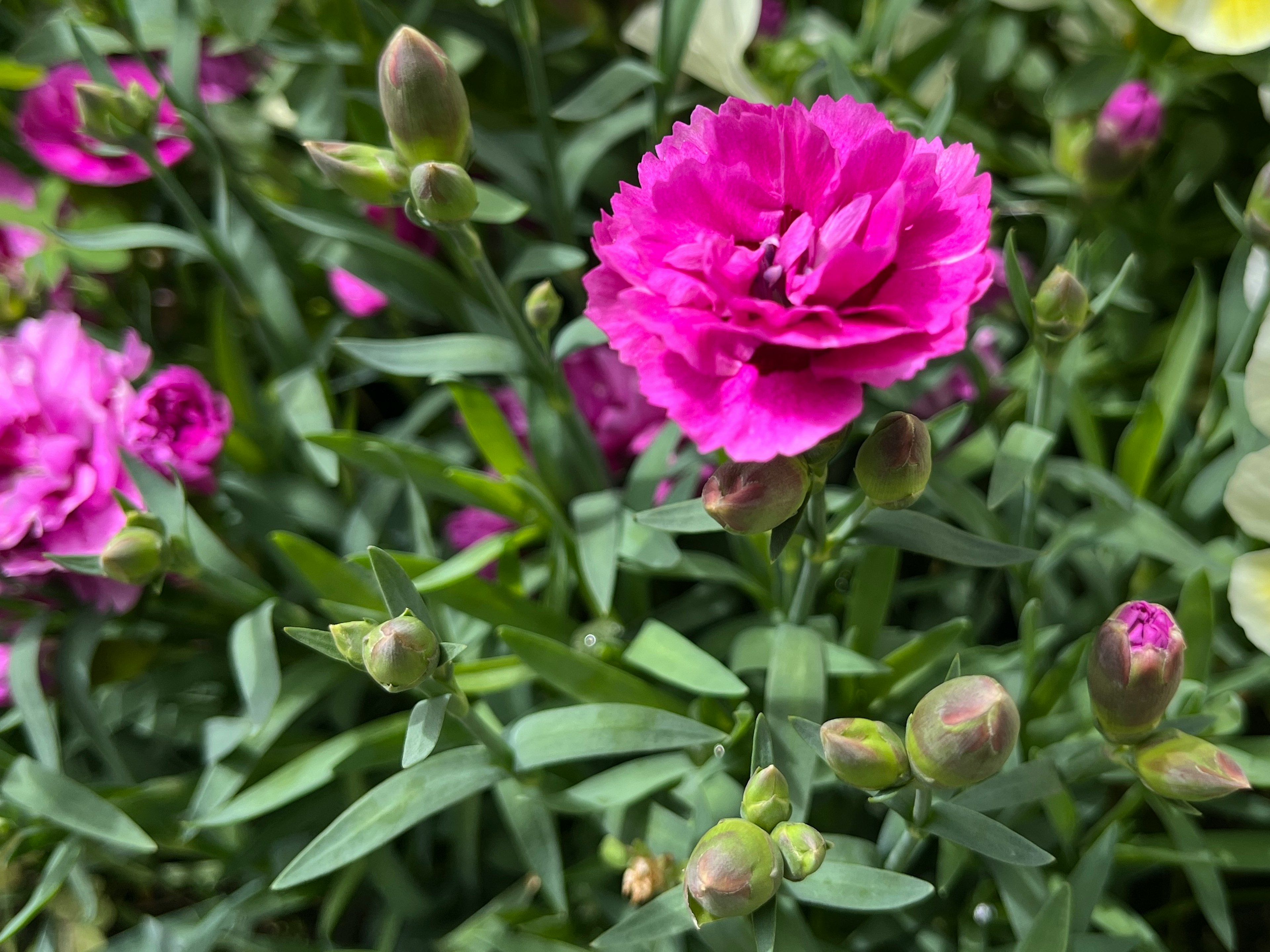 鮮やかなピンクのカーネーションの花とつぼみが緑の葉の中で咲いている