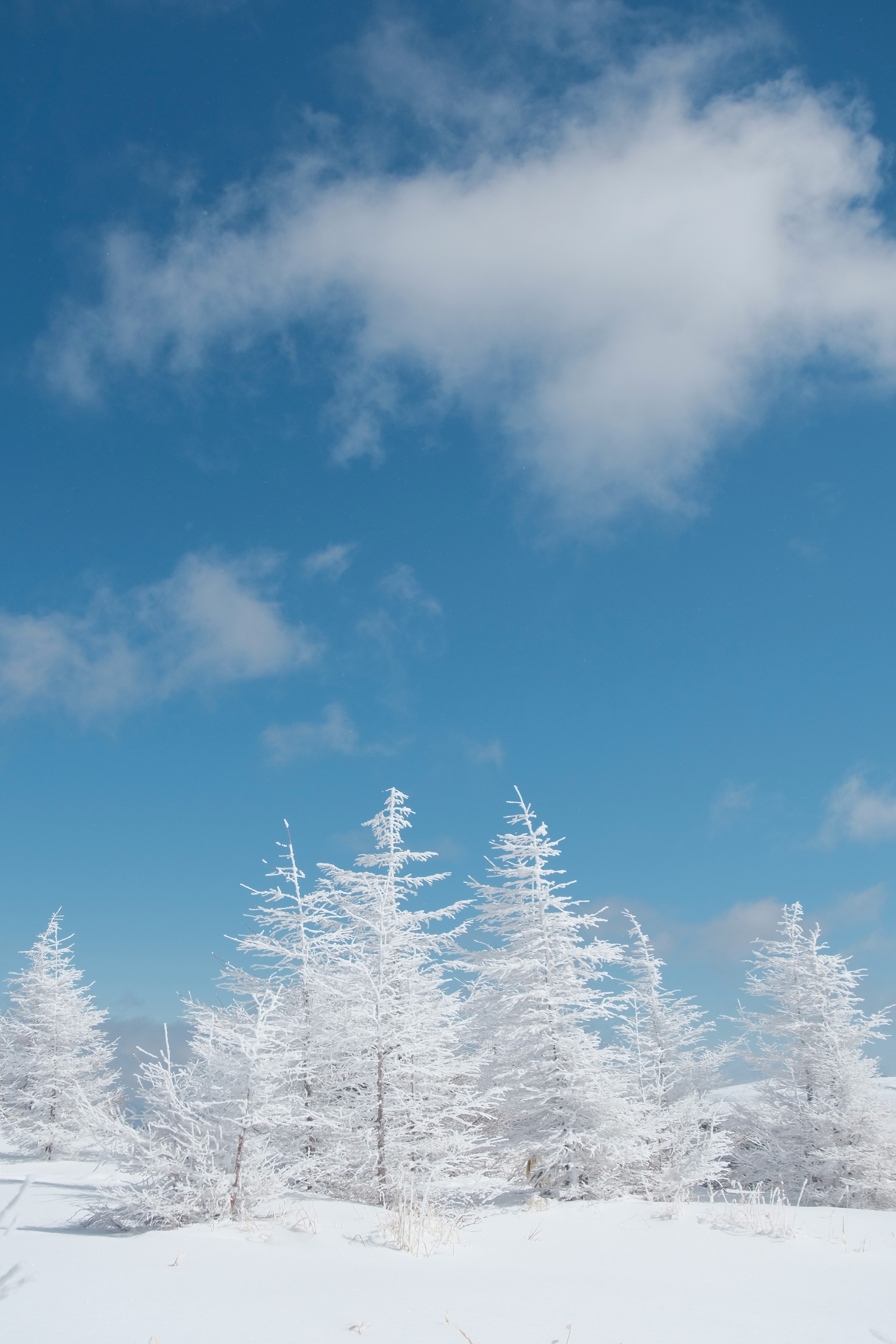 Snow-covered trees against a clear blue sky