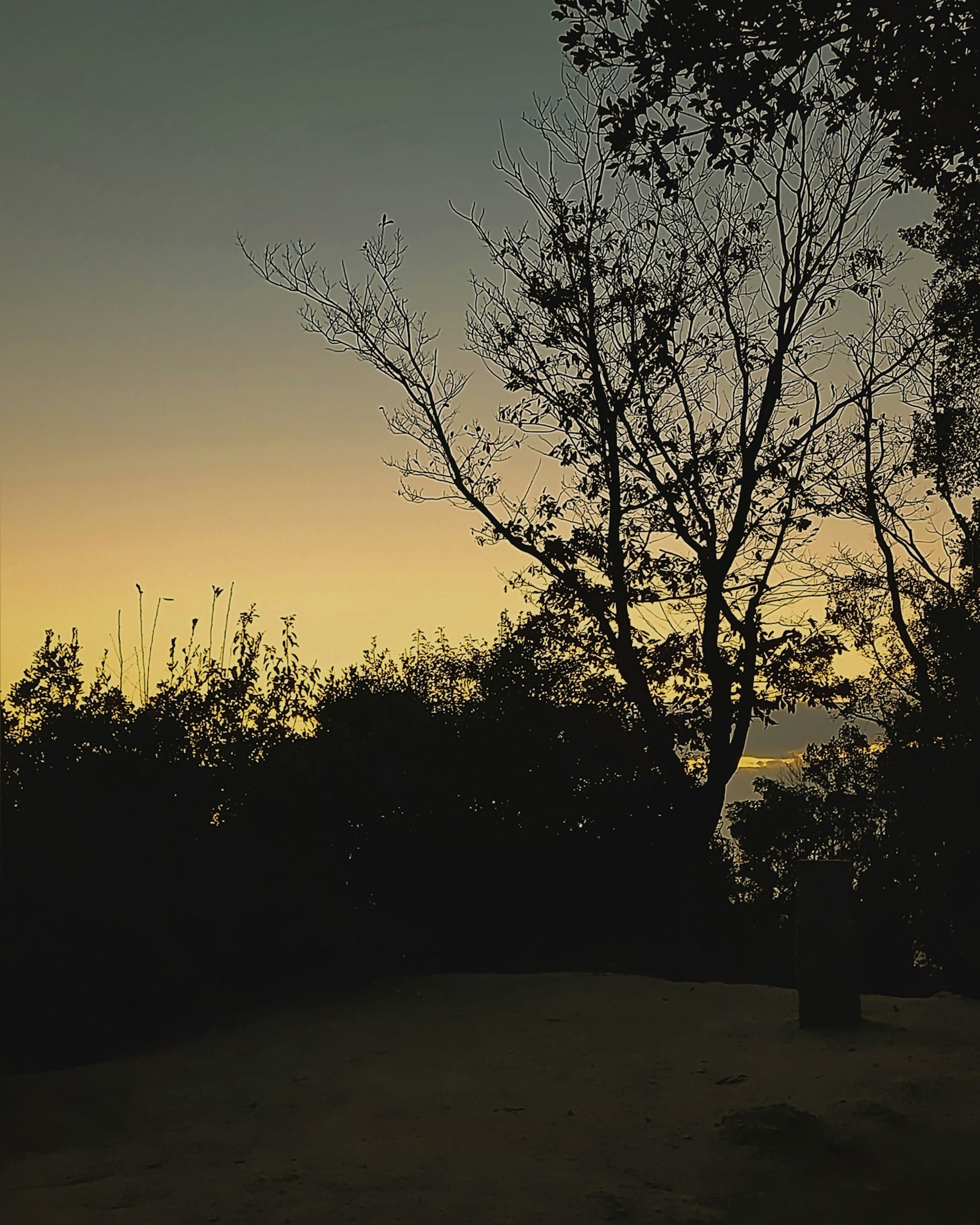 Silueta de árboles contra un cielo de atardecer en degradado