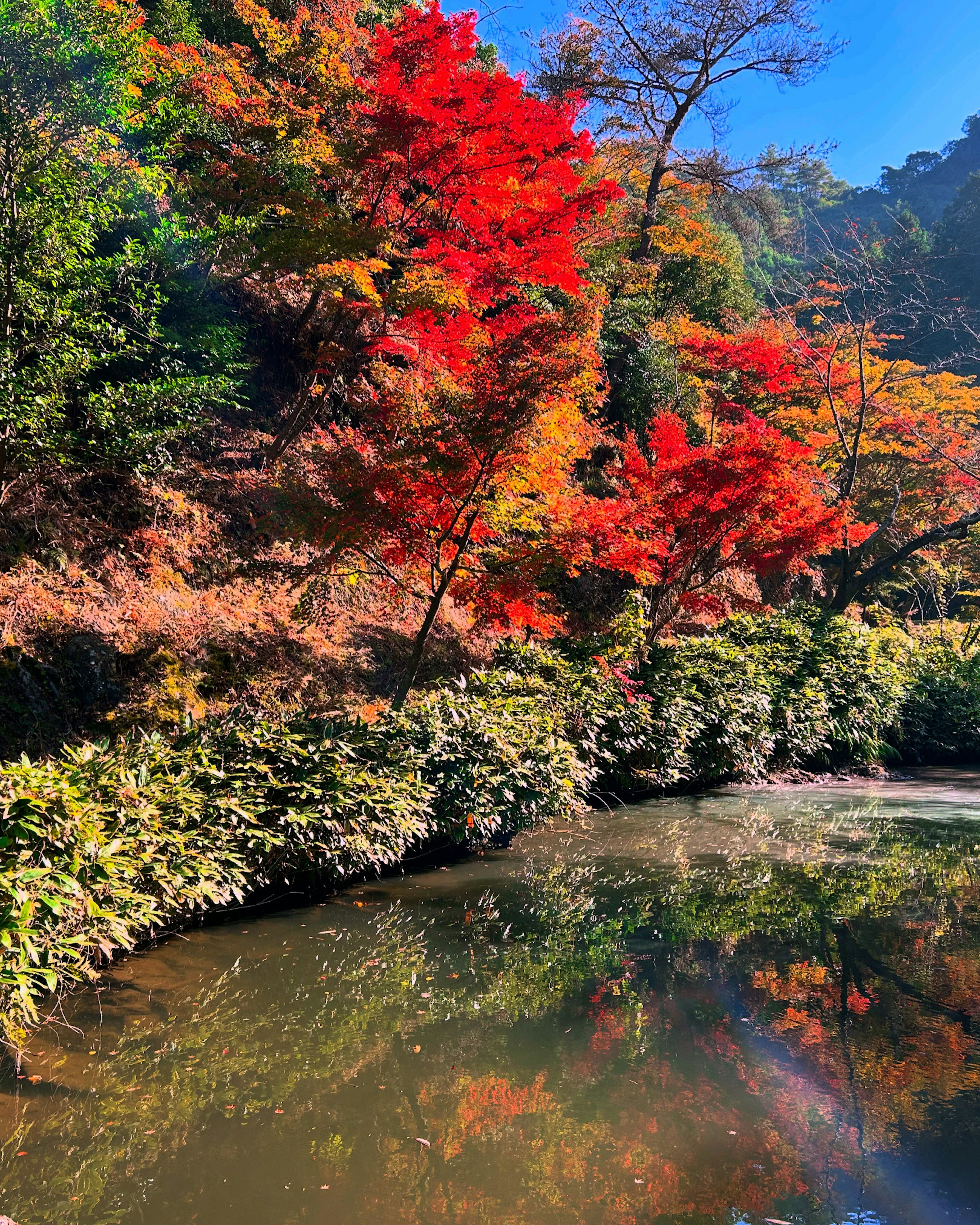 Malersiche Aussicht auf einen ruhigen Teich, der das Herbstlaub spiegelt