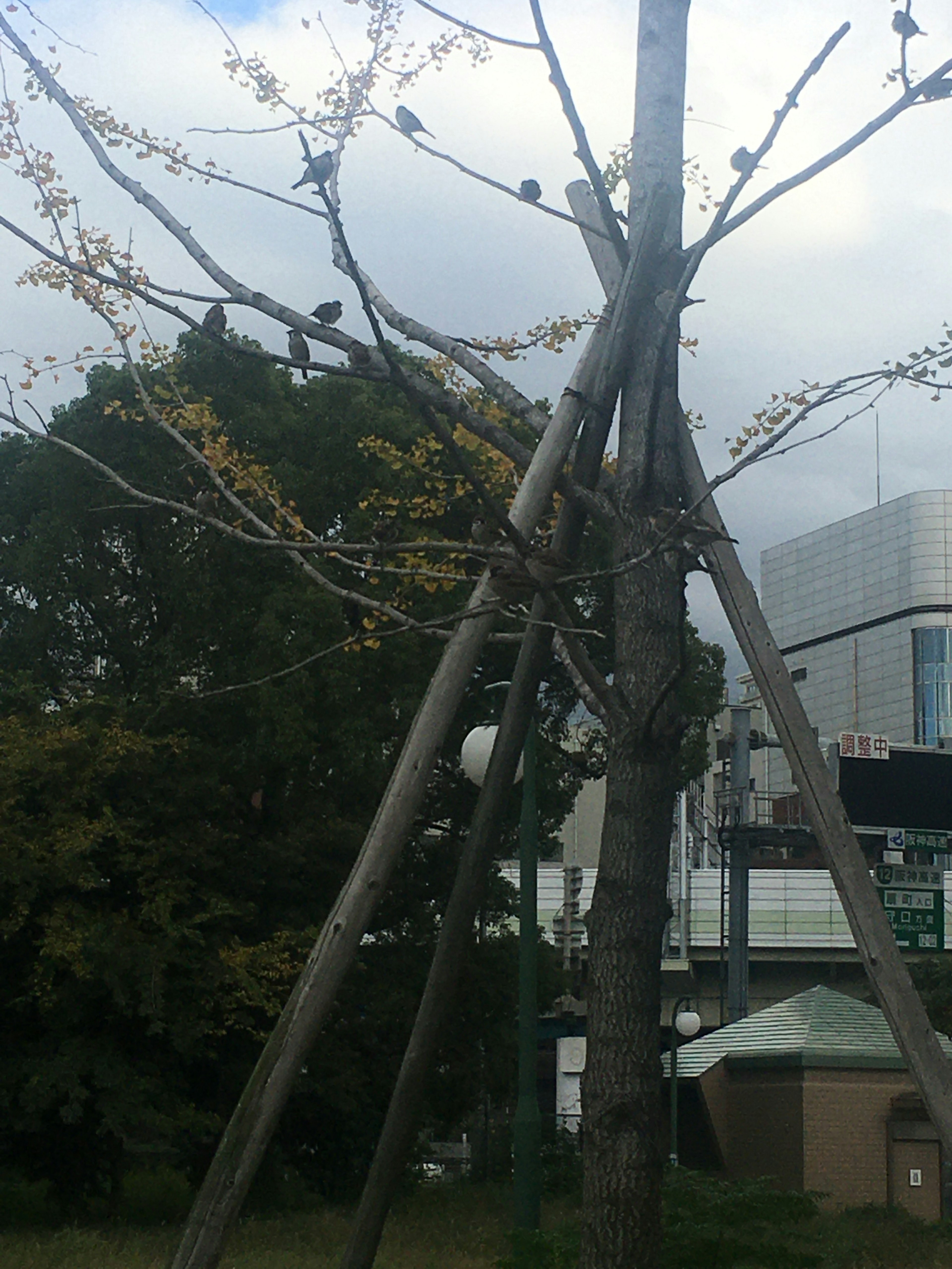 Ein Baum, der von Holzpfosten gestützt wird, mit Ästen und Blättern