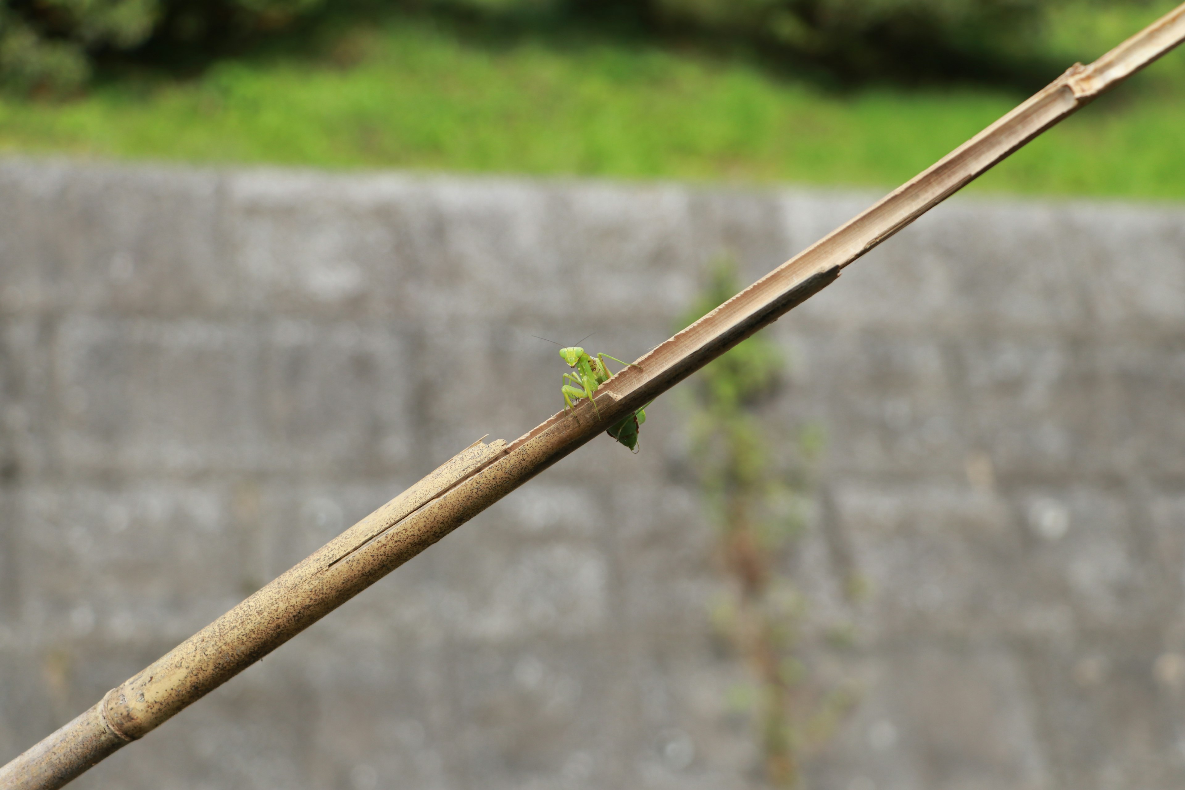 竹子枝条上冒出的新芽