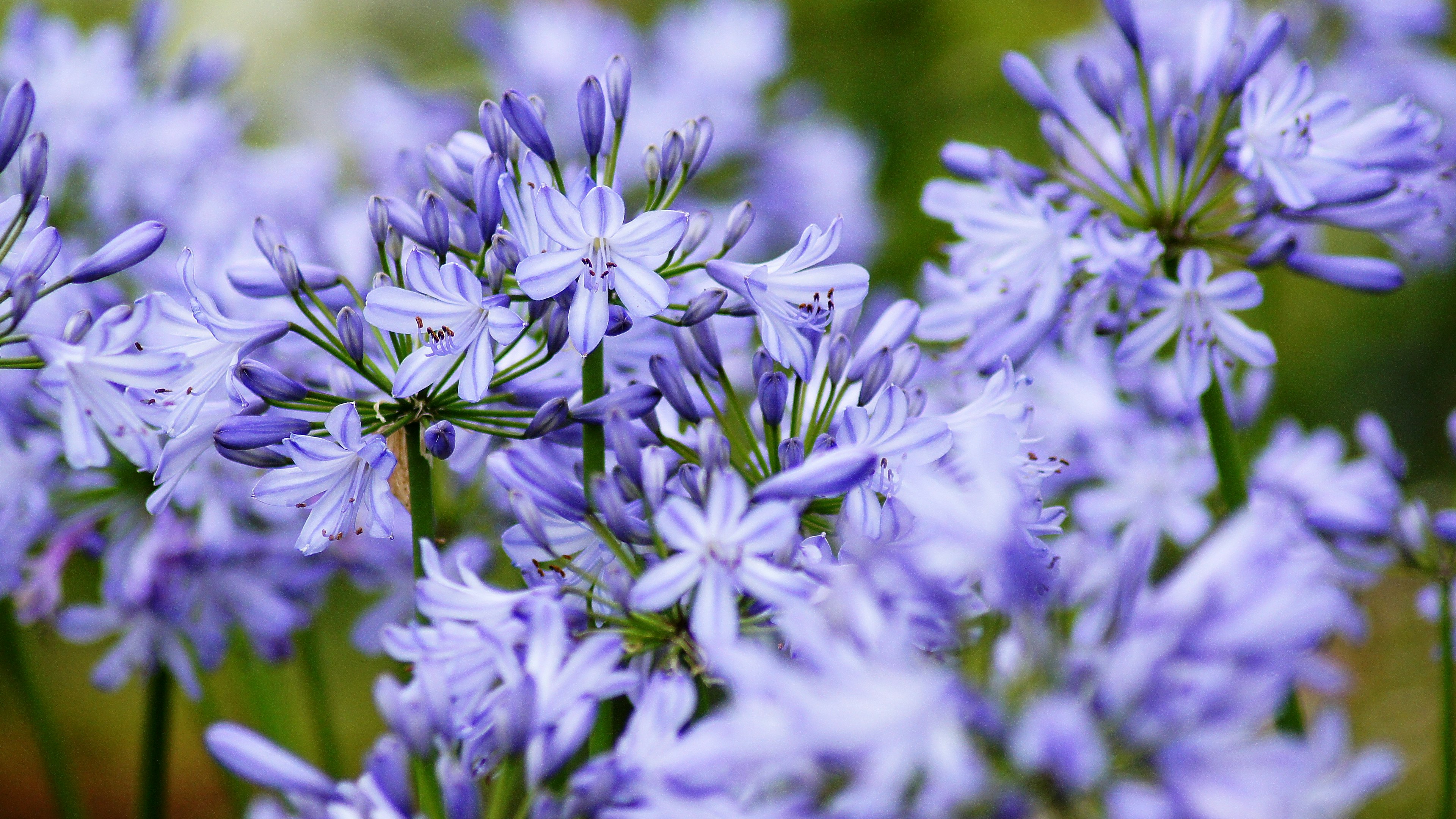 Nahaufnahme von lebhaften lila Blumen mit unscharfem Hintergrund