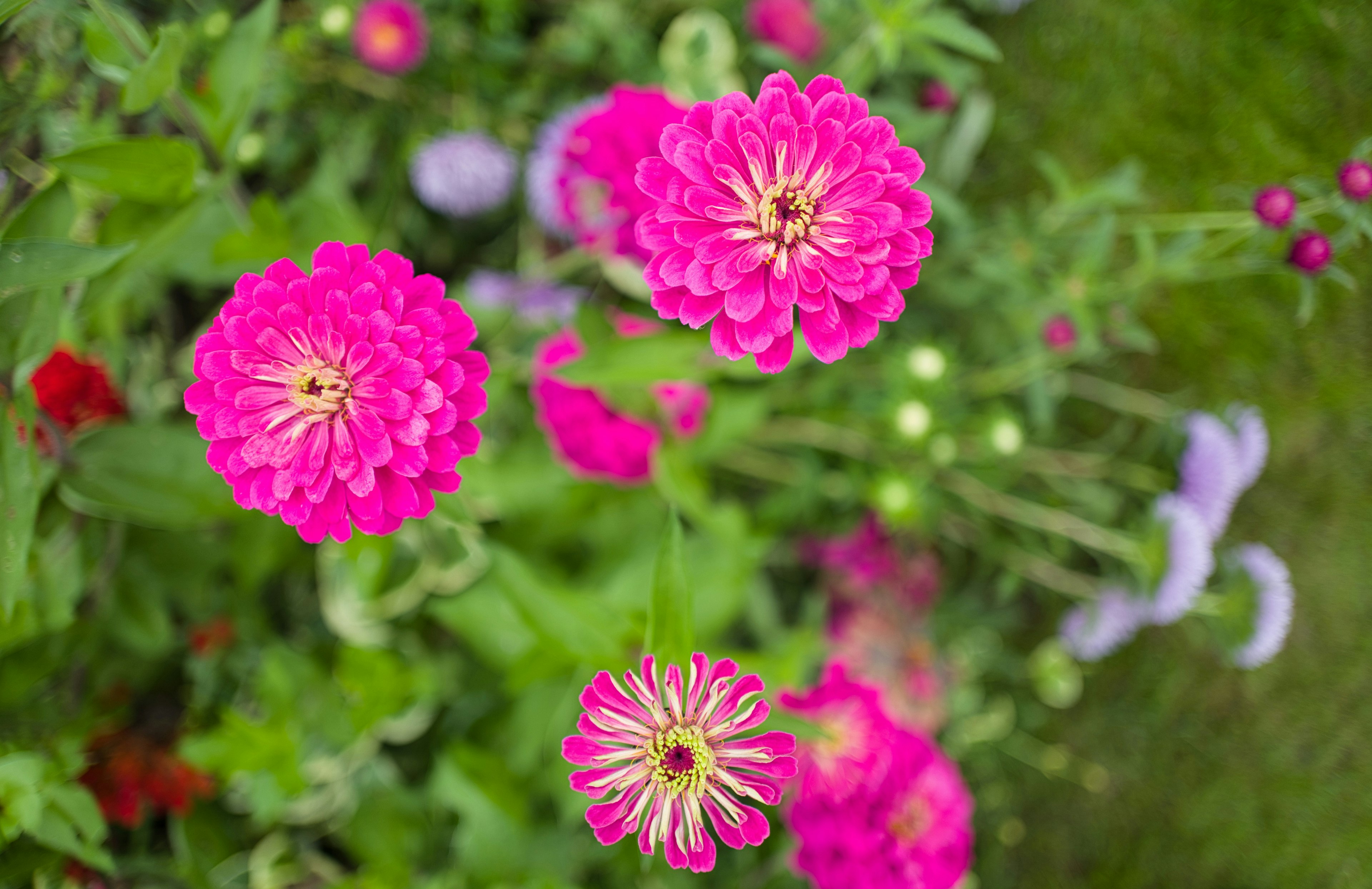 Vibrant pink zinnia flowers blooming in a garden setting