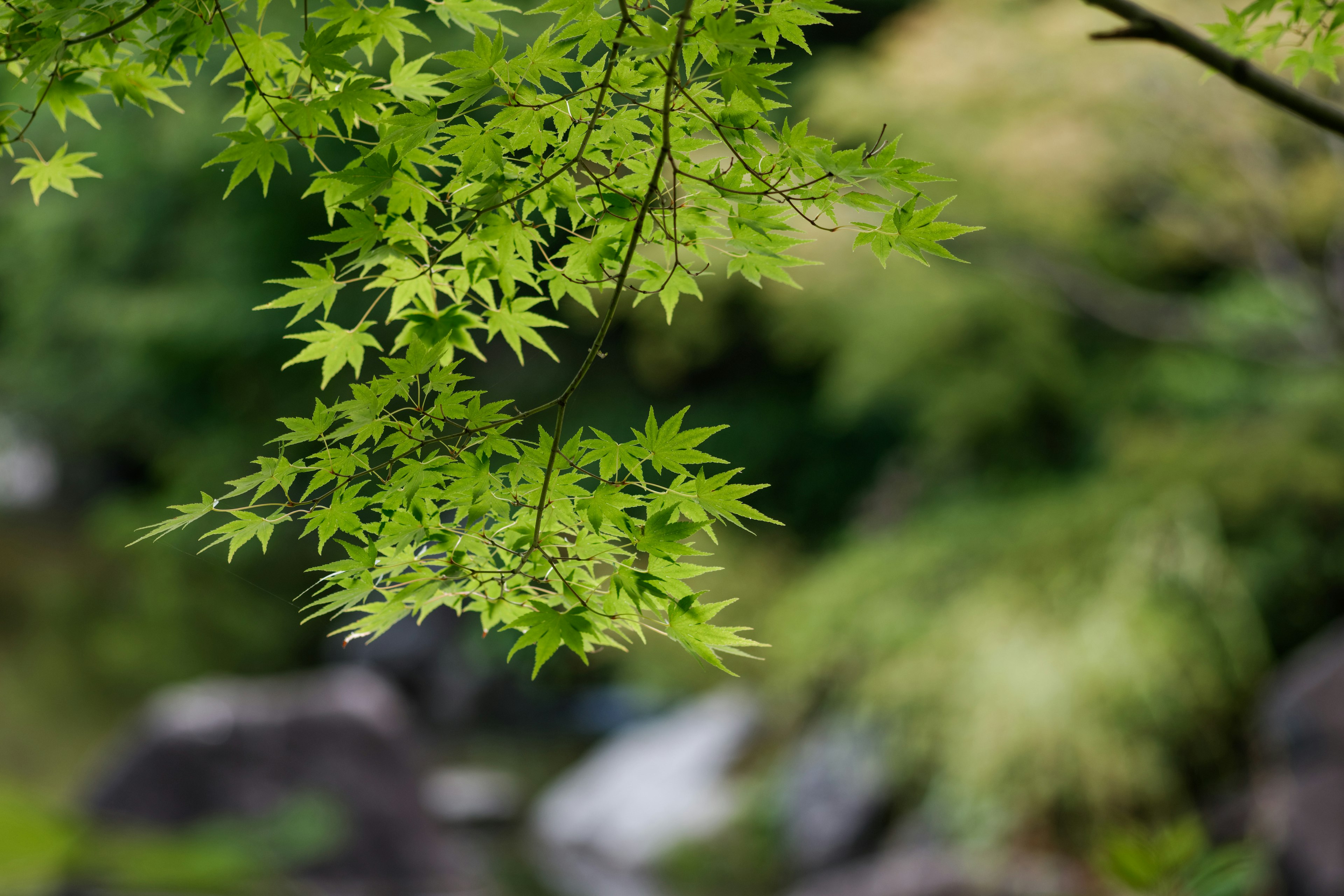 緑の葉が豊かに茂る枝のクローズアップ