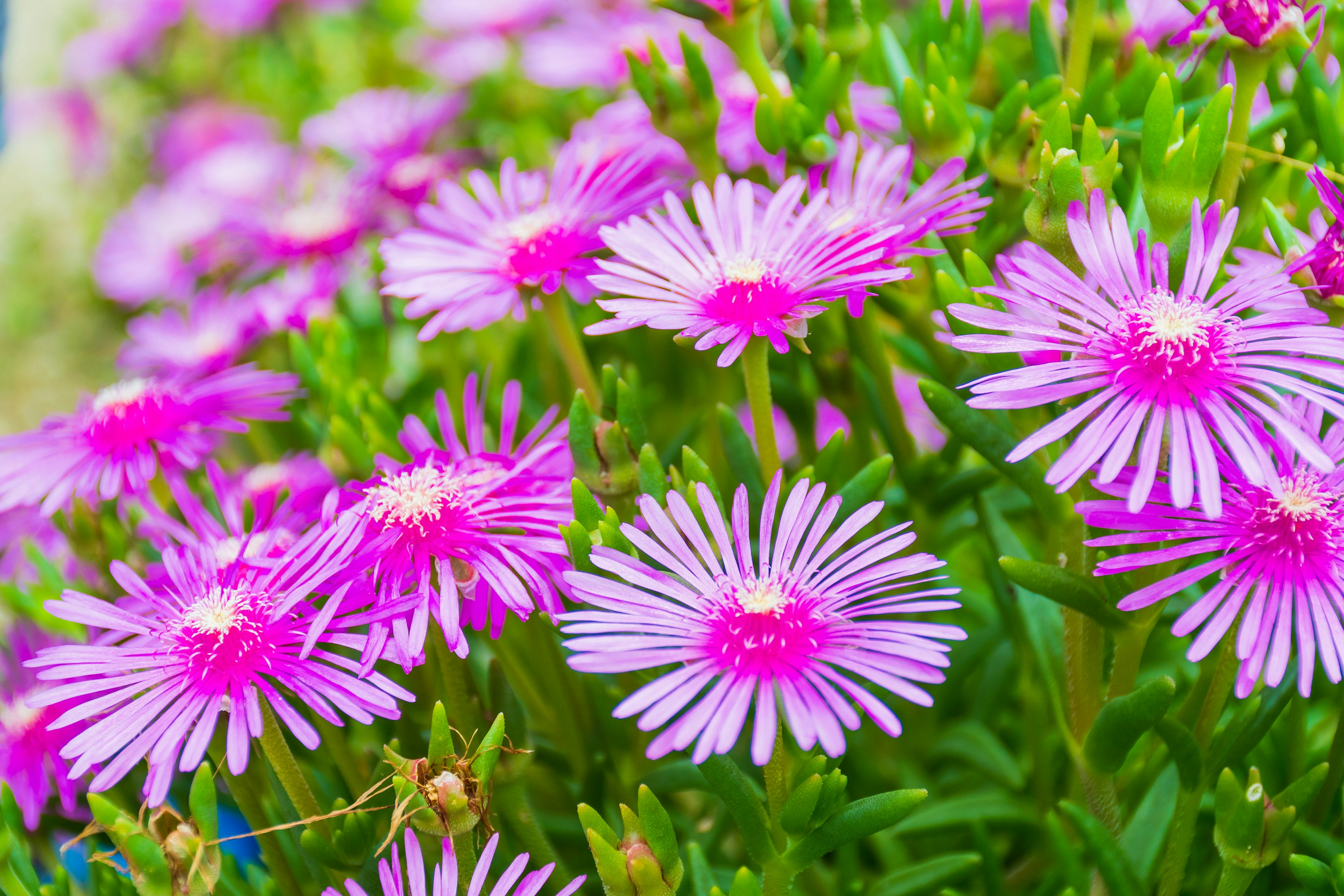 Lebendige rosa Blumen blühen in einem Sukkulentengarten