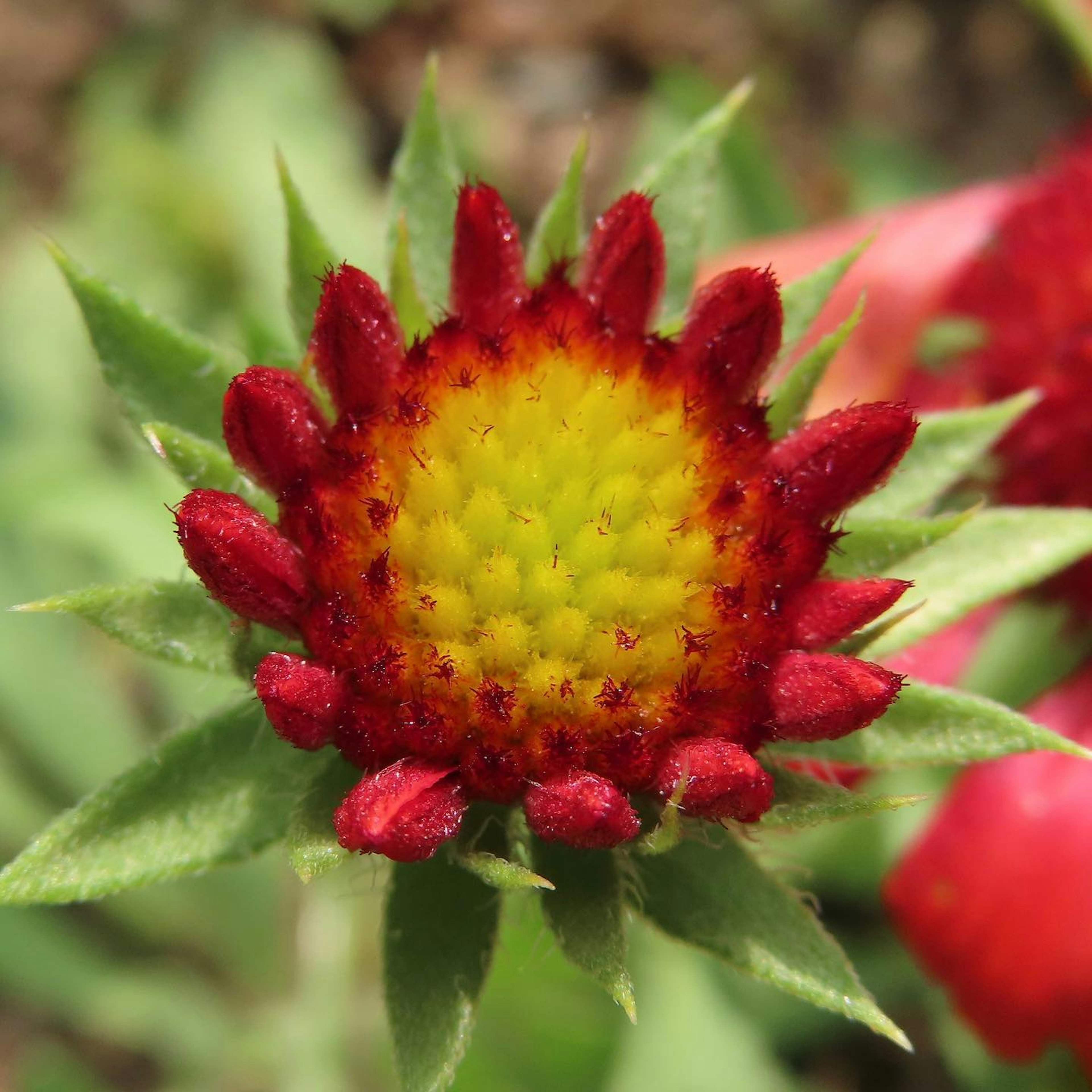 Close-up de una flor roja vibrante con un centro amarillo