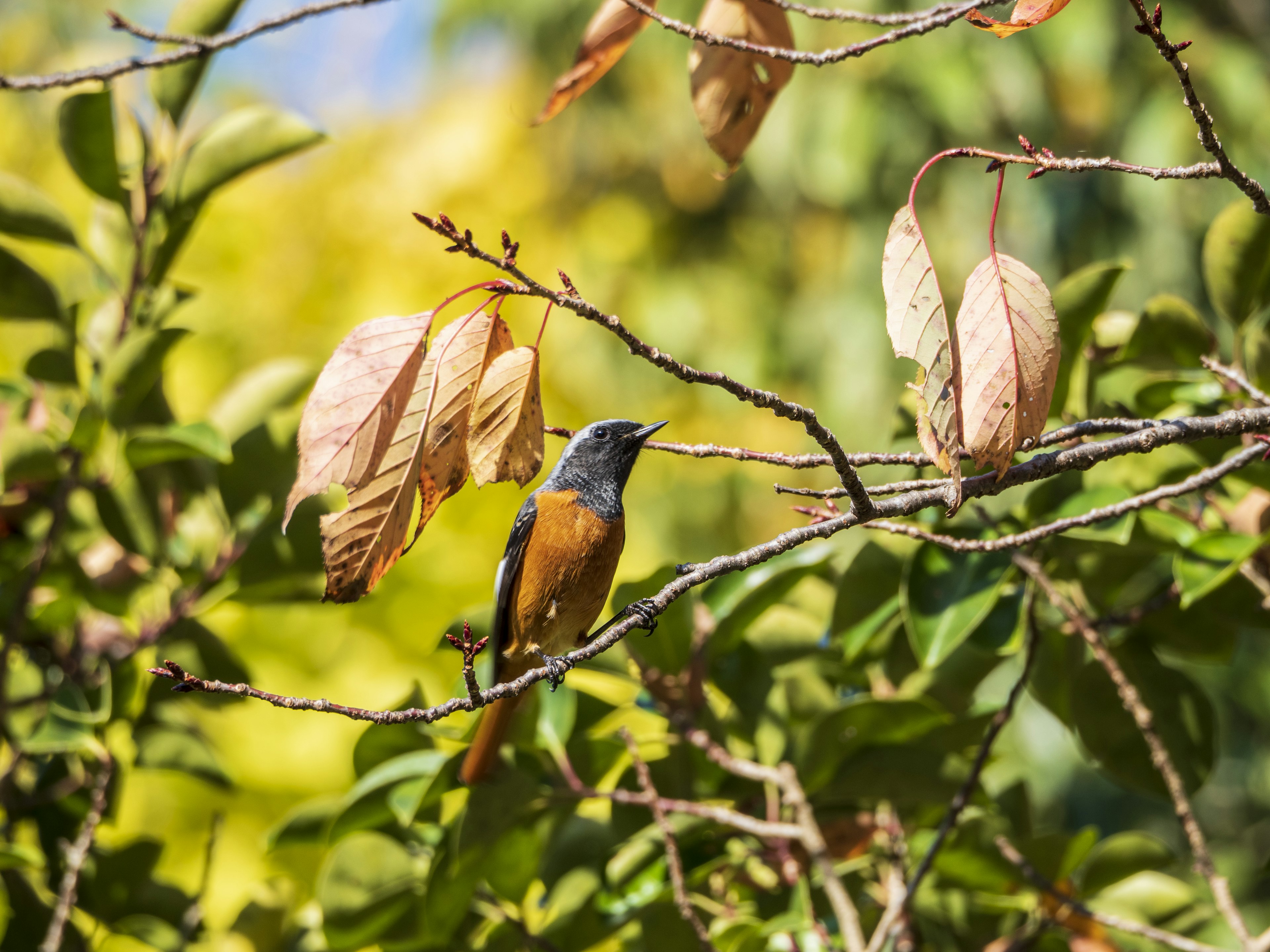 鮮やかな体色の鳥が枝に留まっている背景には色とりどりの葉がある