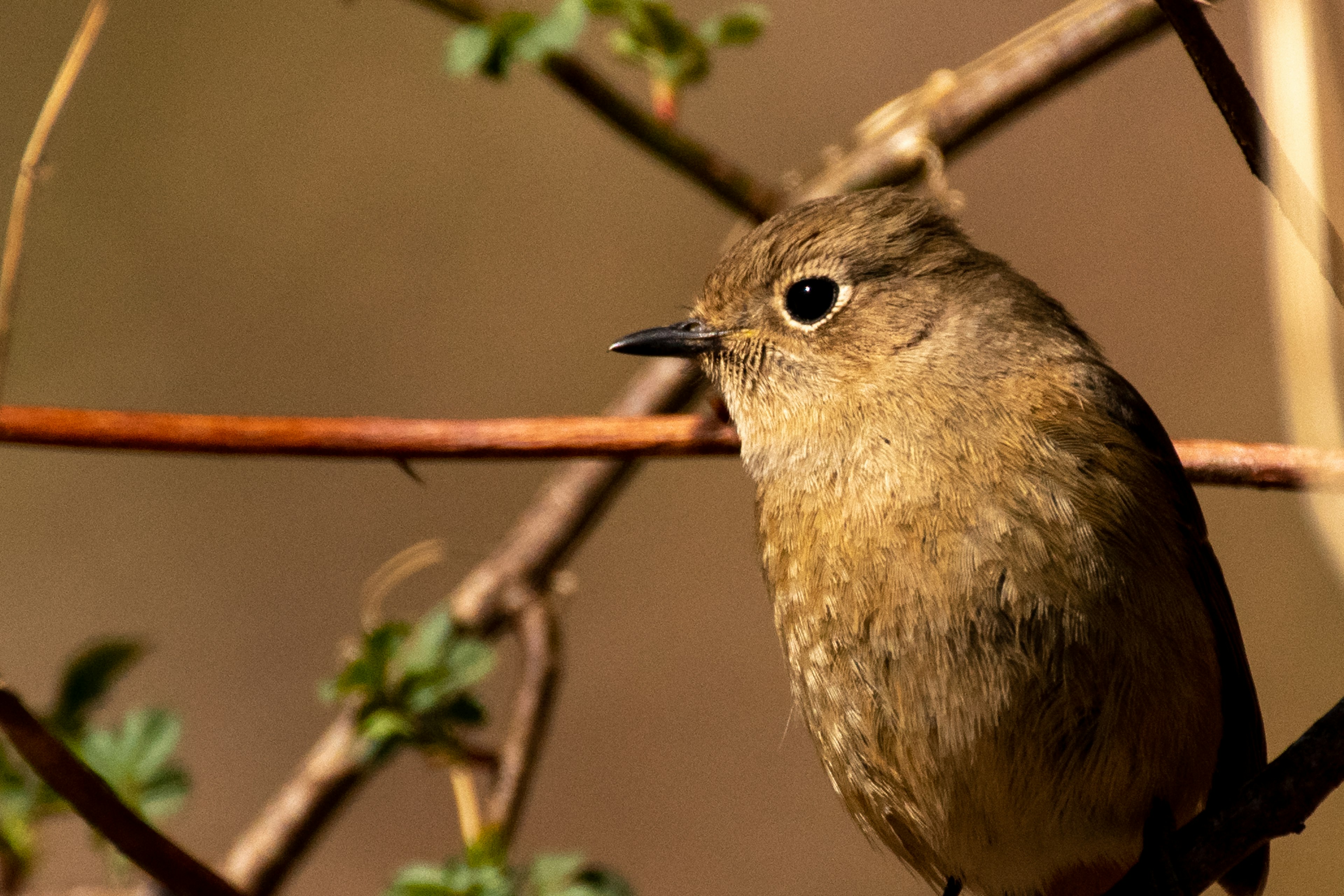 小さな鳥が枝に止まっている写真