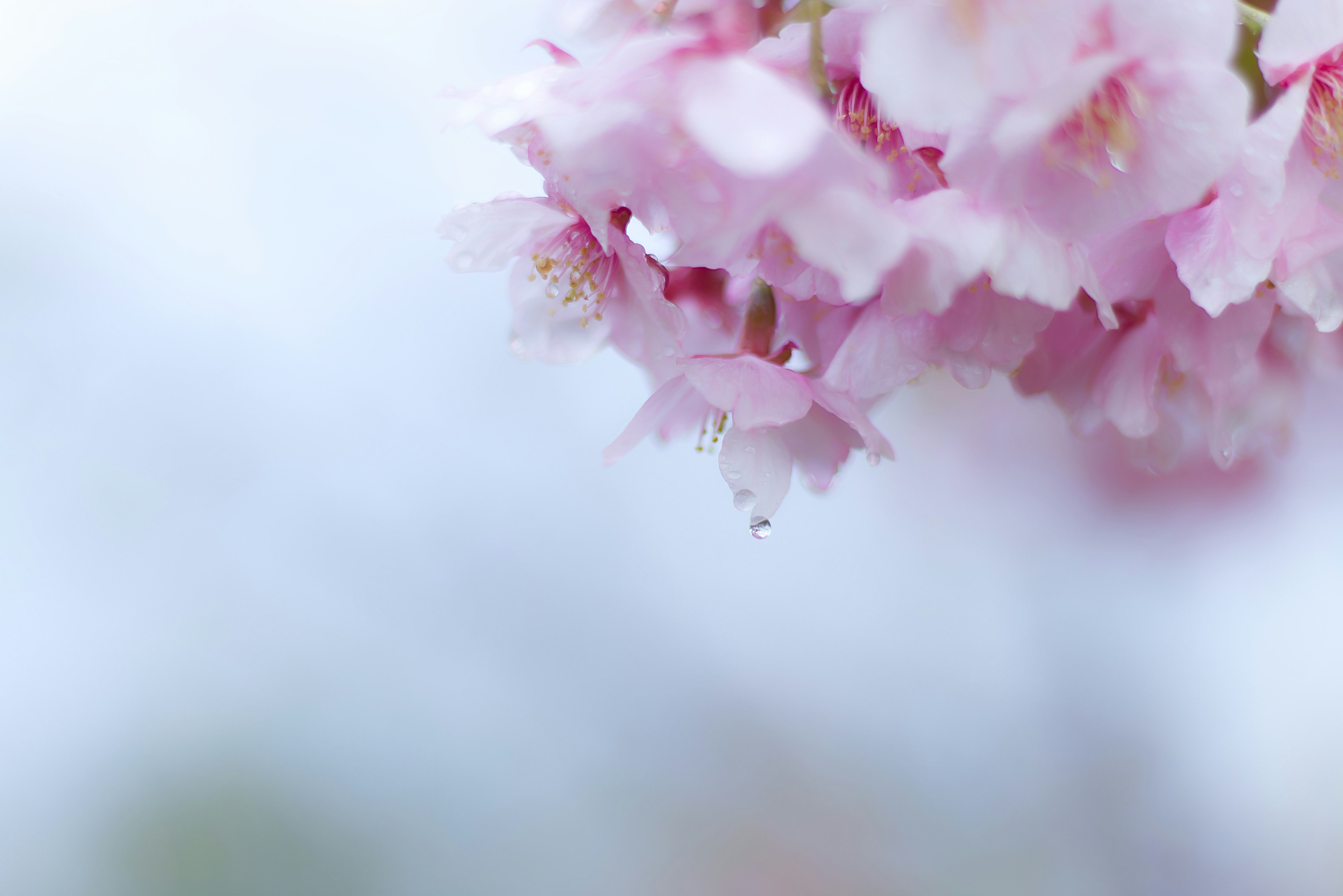 Close-up bunga sakura dengan kelopak merah muda lembut