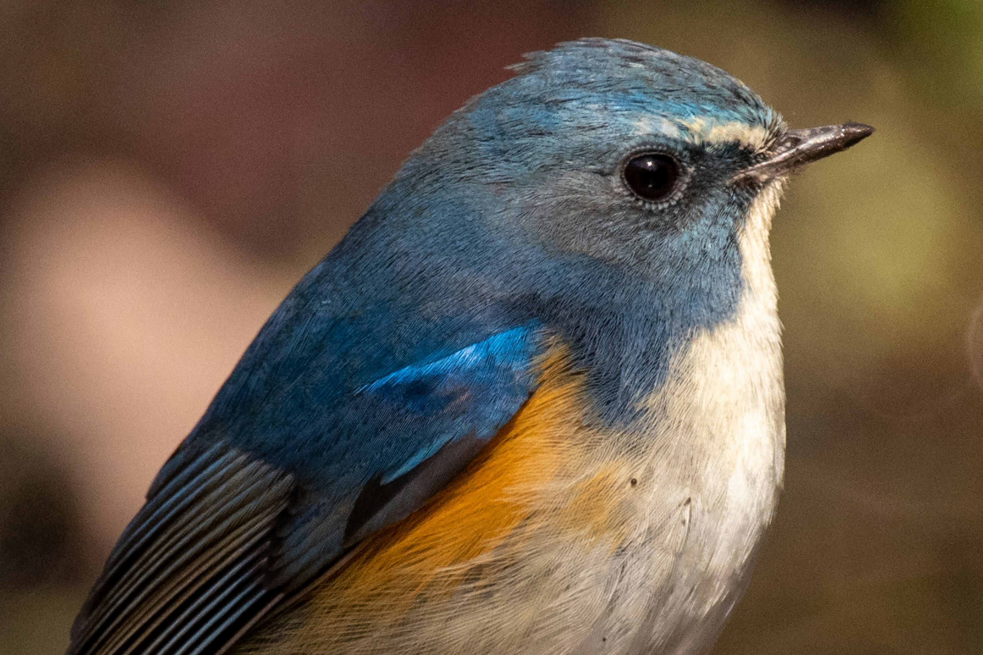 Close-up of a small bird with blue feathers and an orange belly