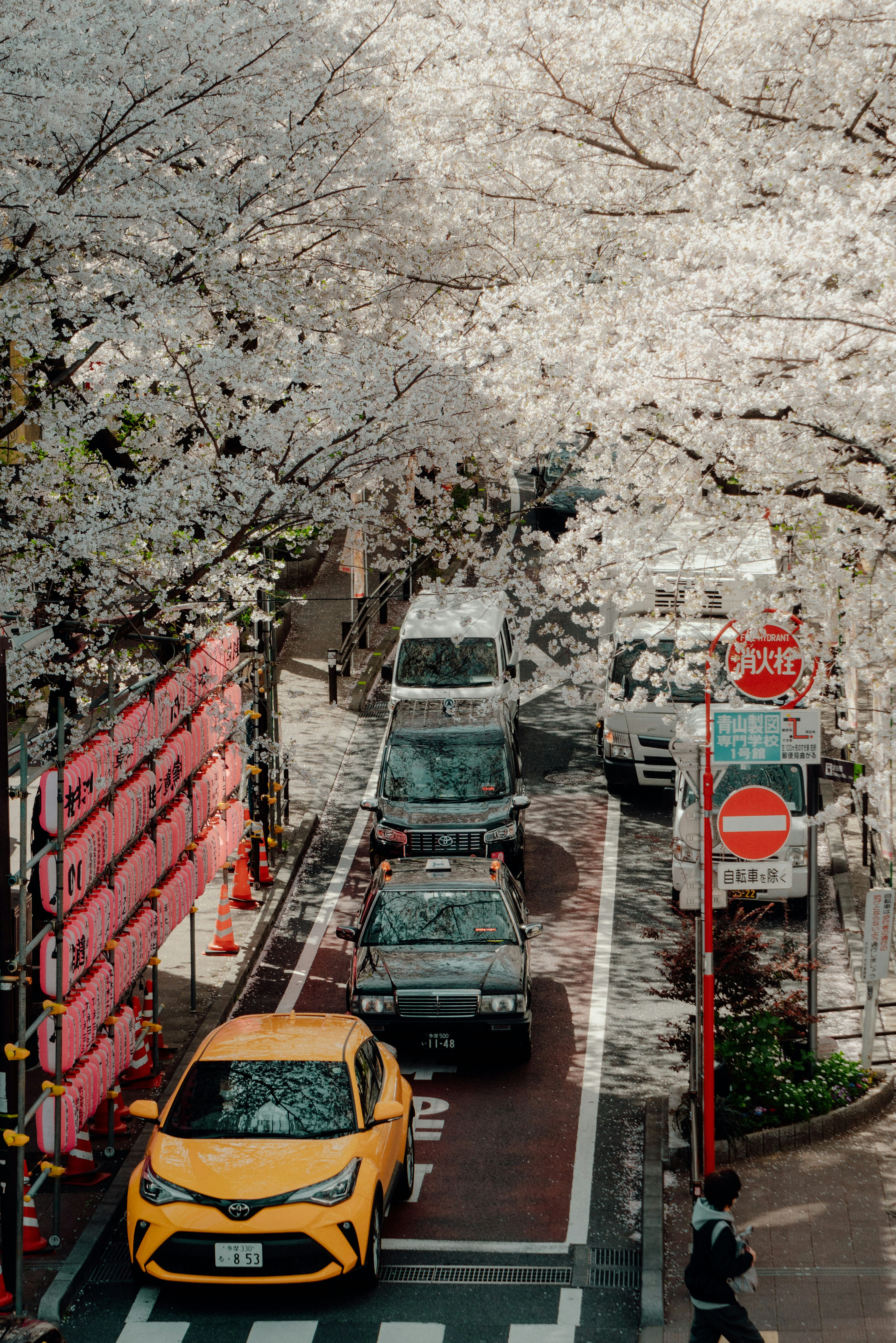 Cars stopped on a street lined with cherry blossom trees and a yellow taxi