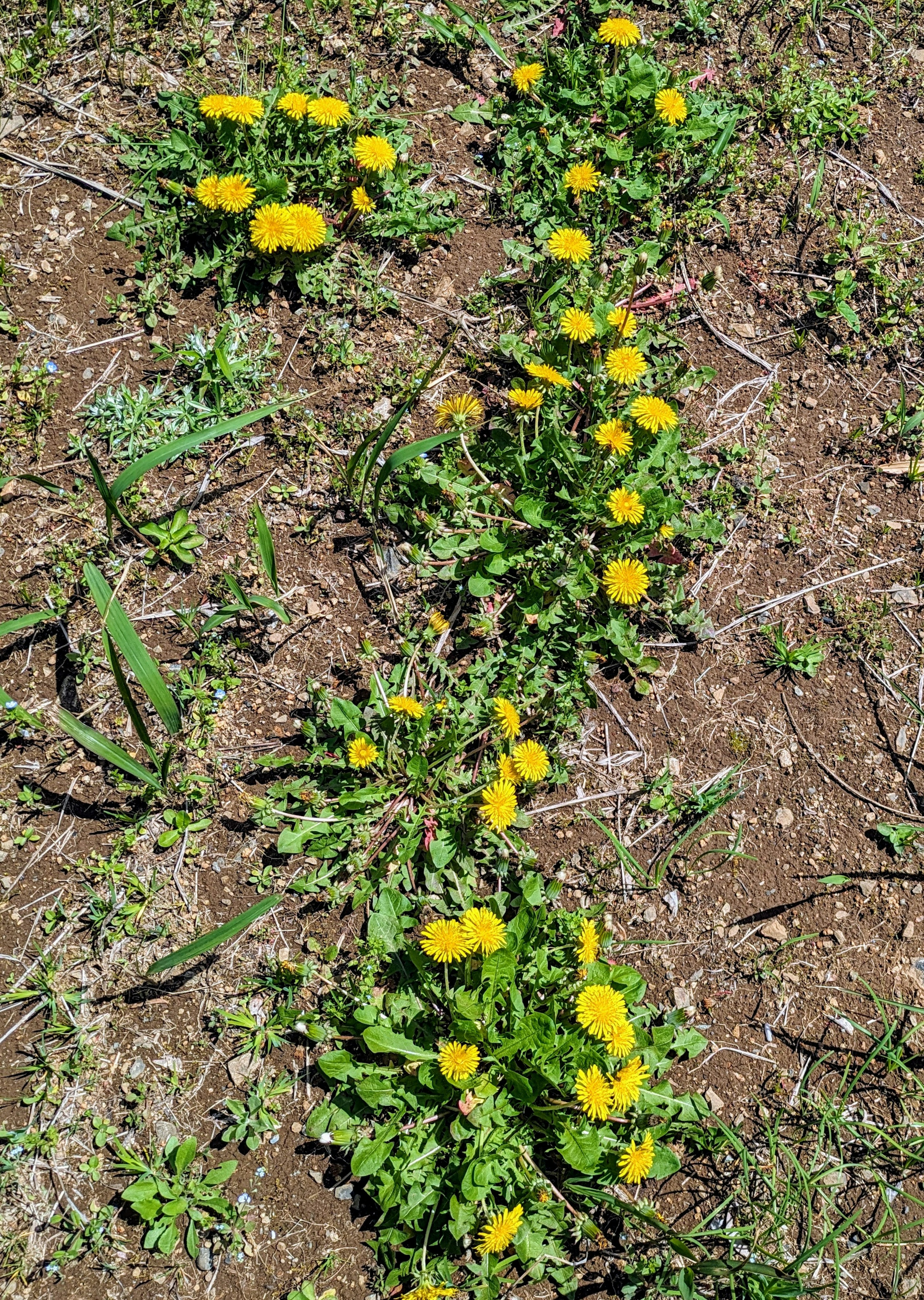 Dandelion kuning mekar di rumput hijau