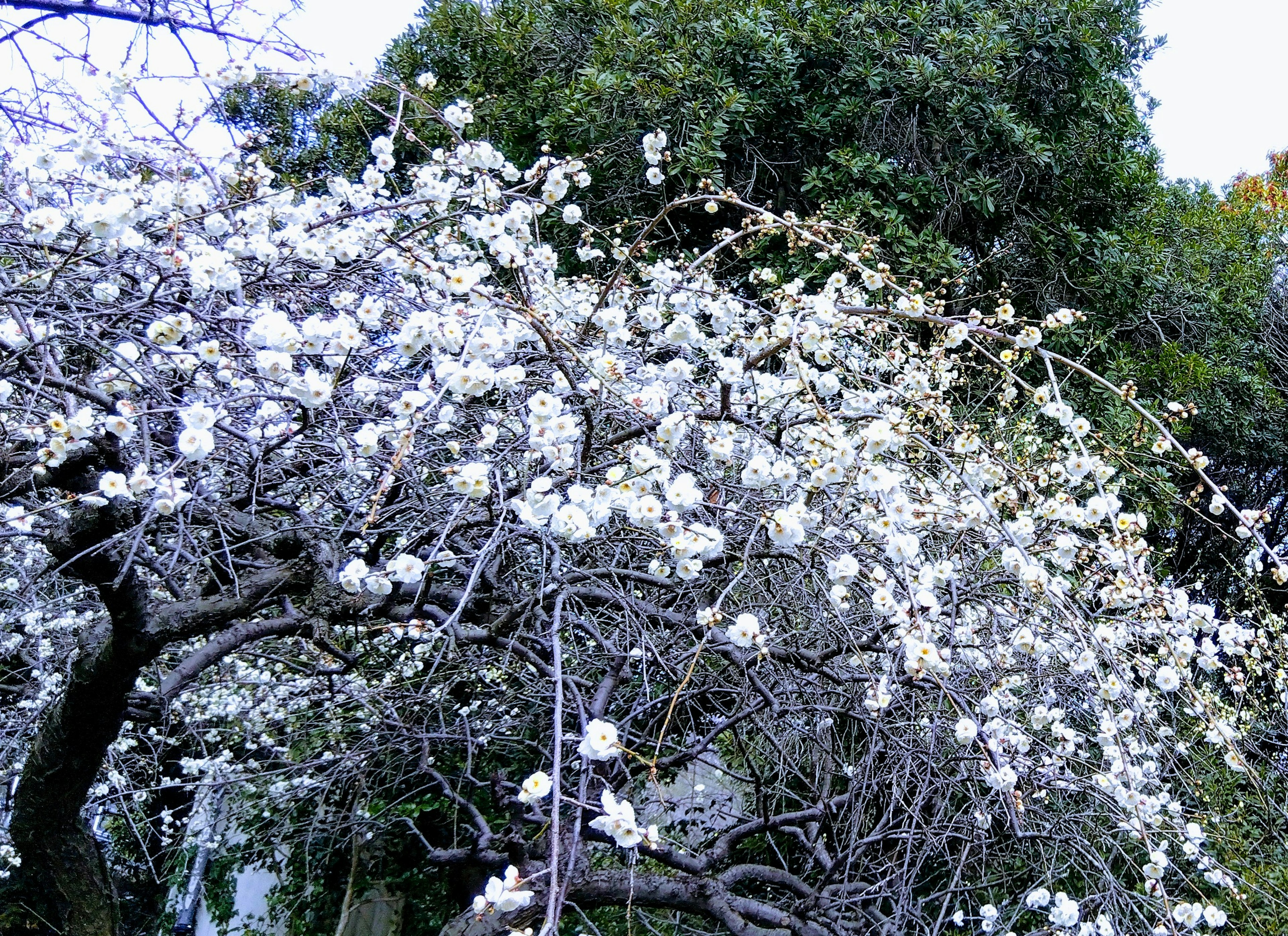 樹枝上覆蓋著白色花朵和綠色葉子