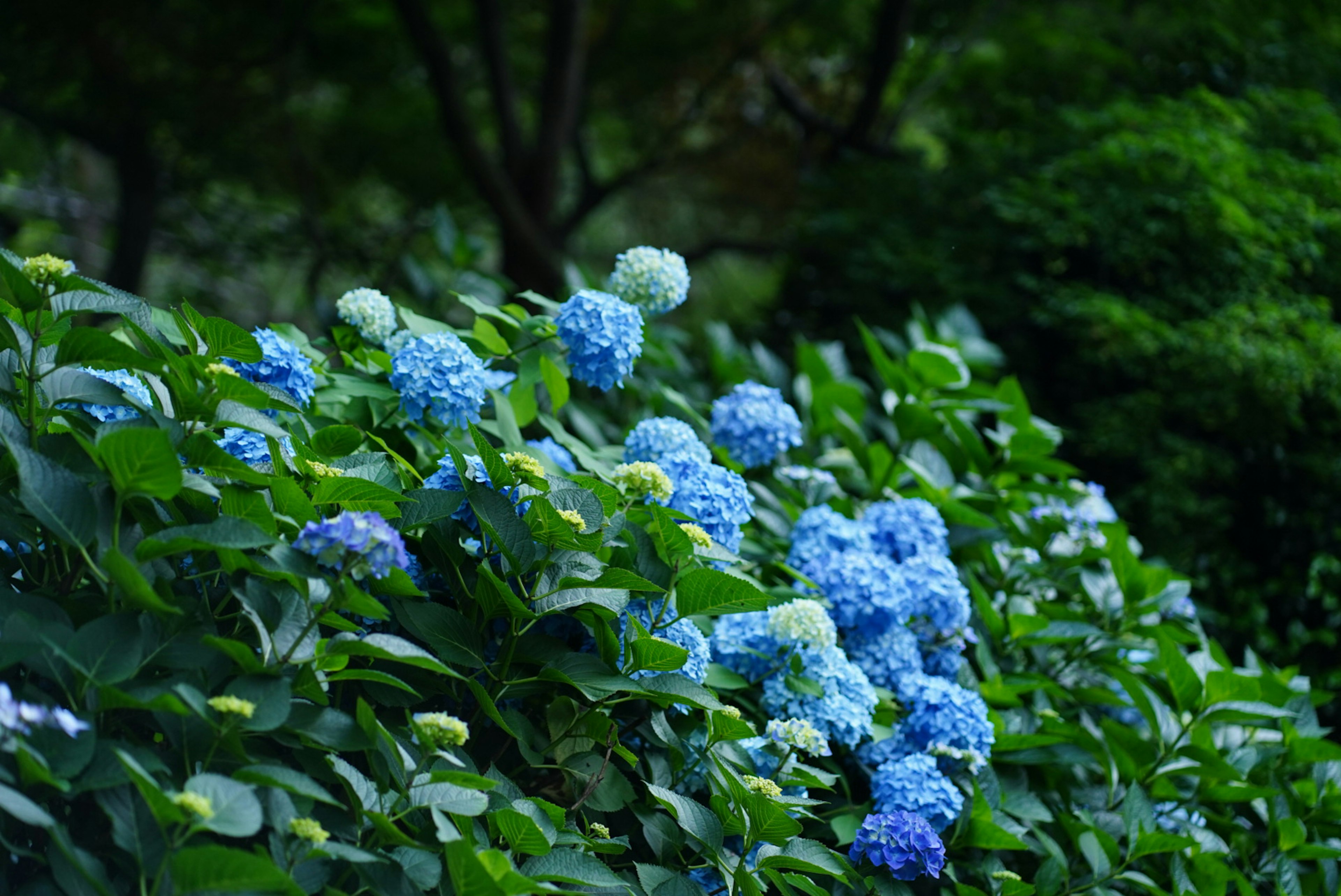 青いアジサイの花が咲く緑豊かな風景