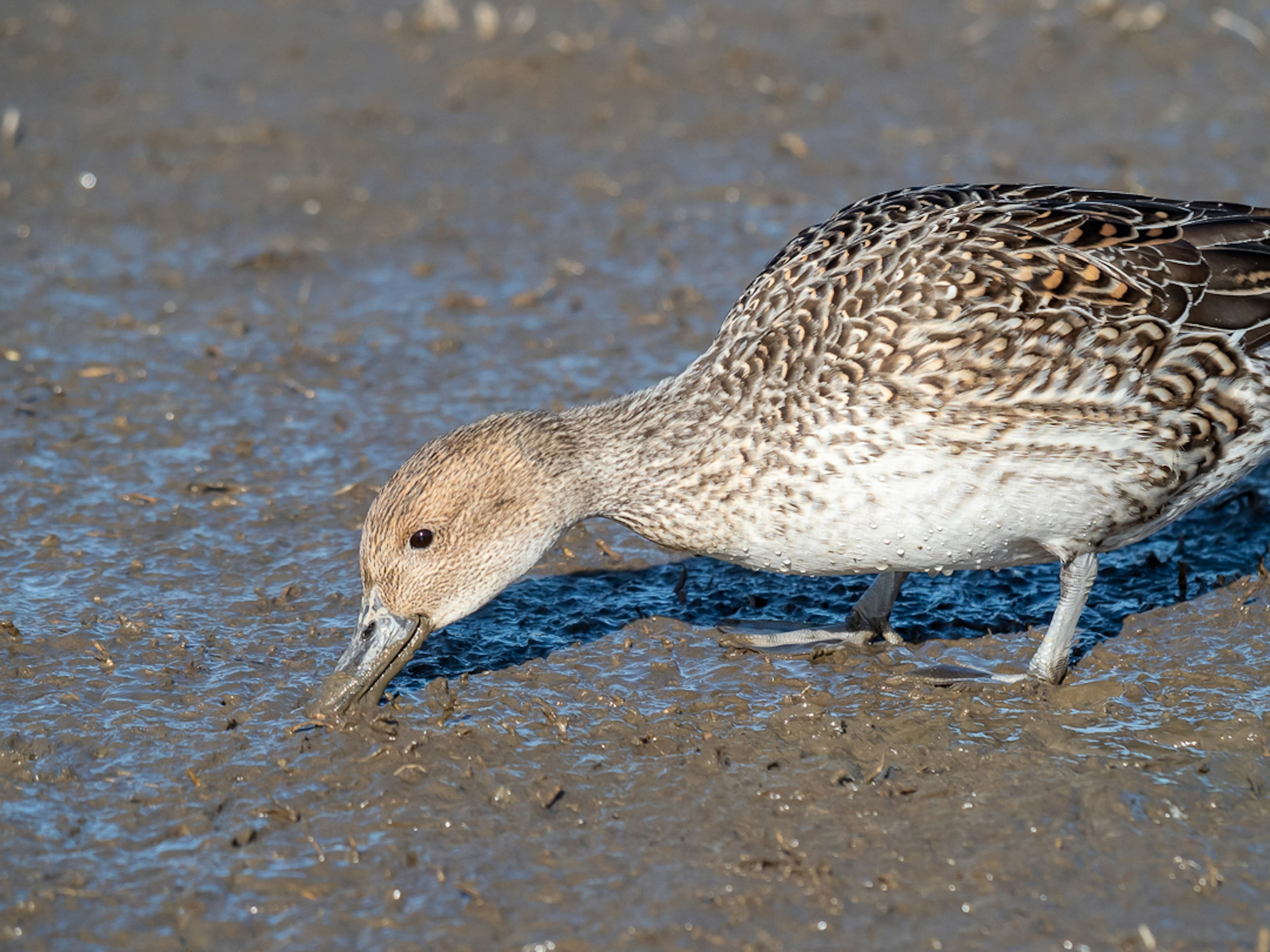 Bird foraging in wetland with brown plumage and long beak