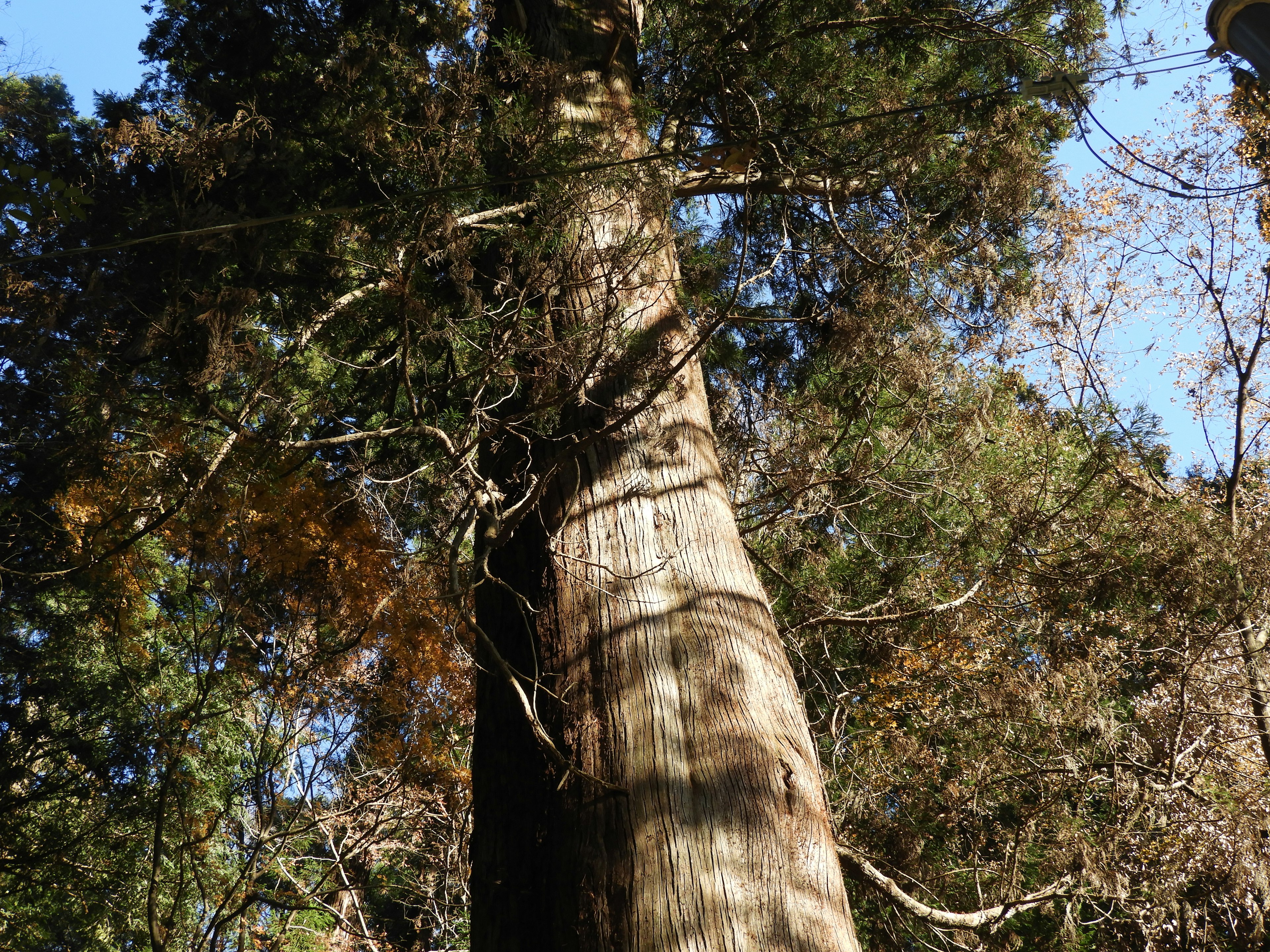 Tronc d'arbre haut vu contre un ciel bleu