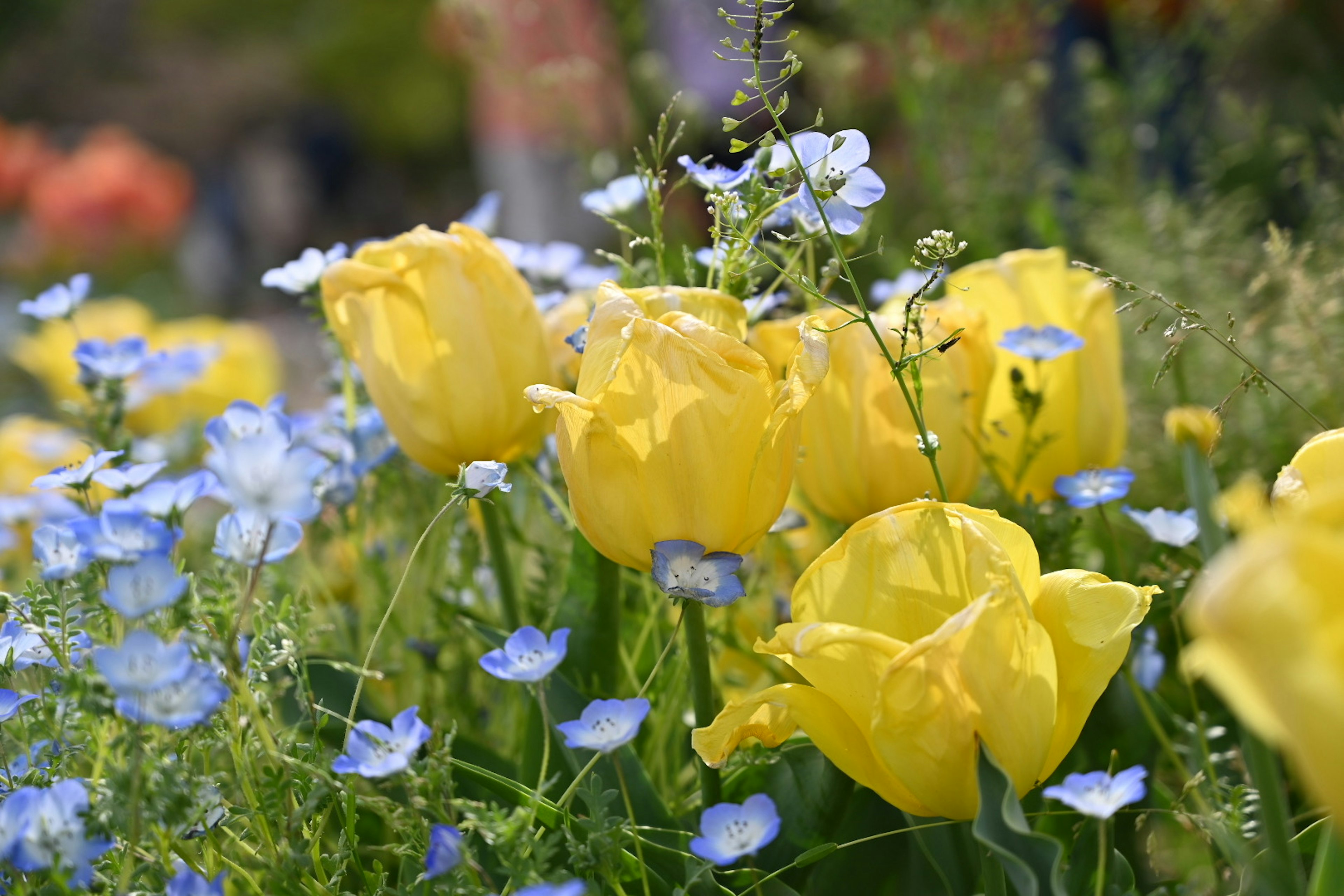 Hermoso jardín con tulipanes amarillos y flores azules