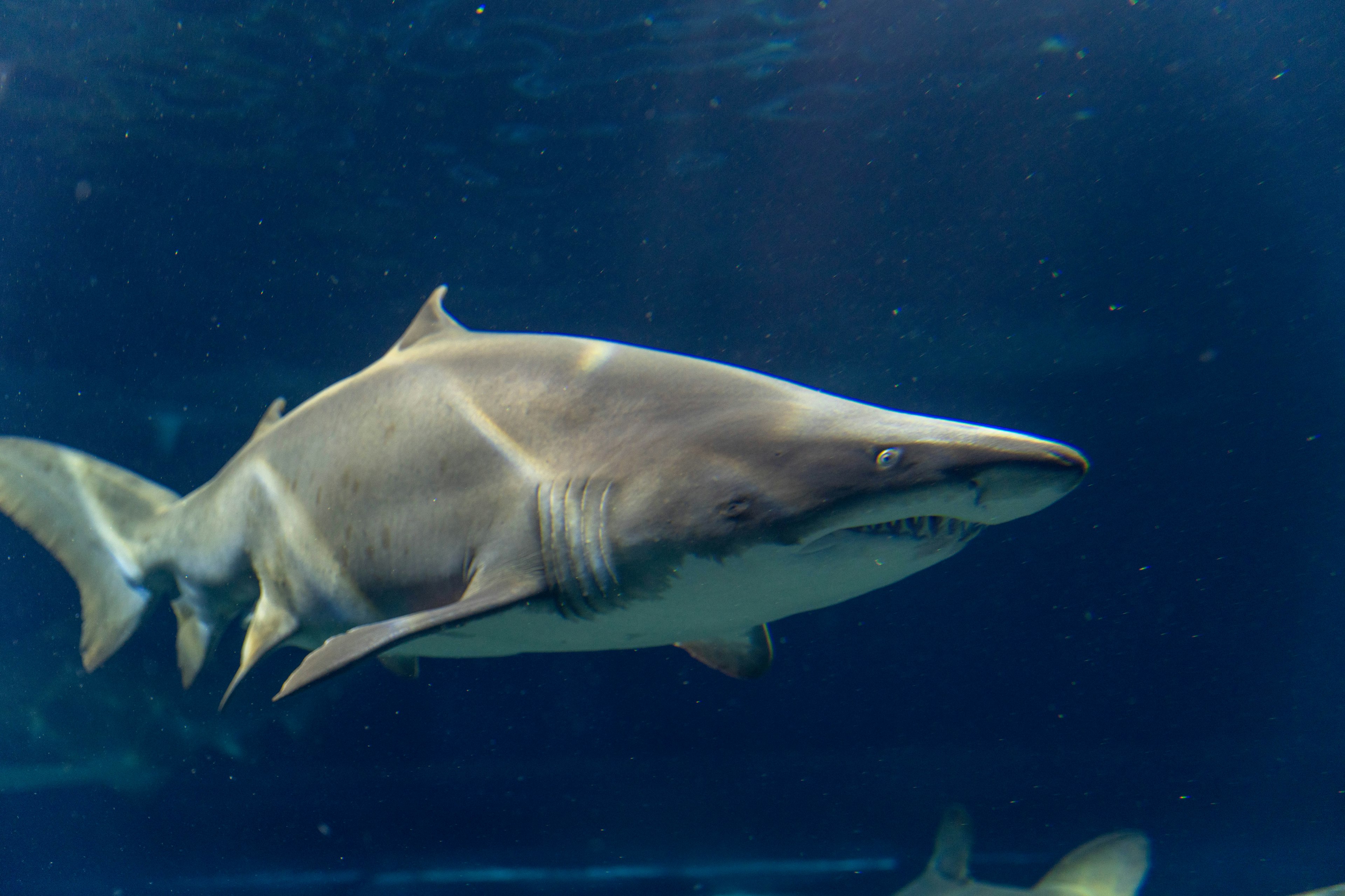 Side view of a shark swimming in an aquarium