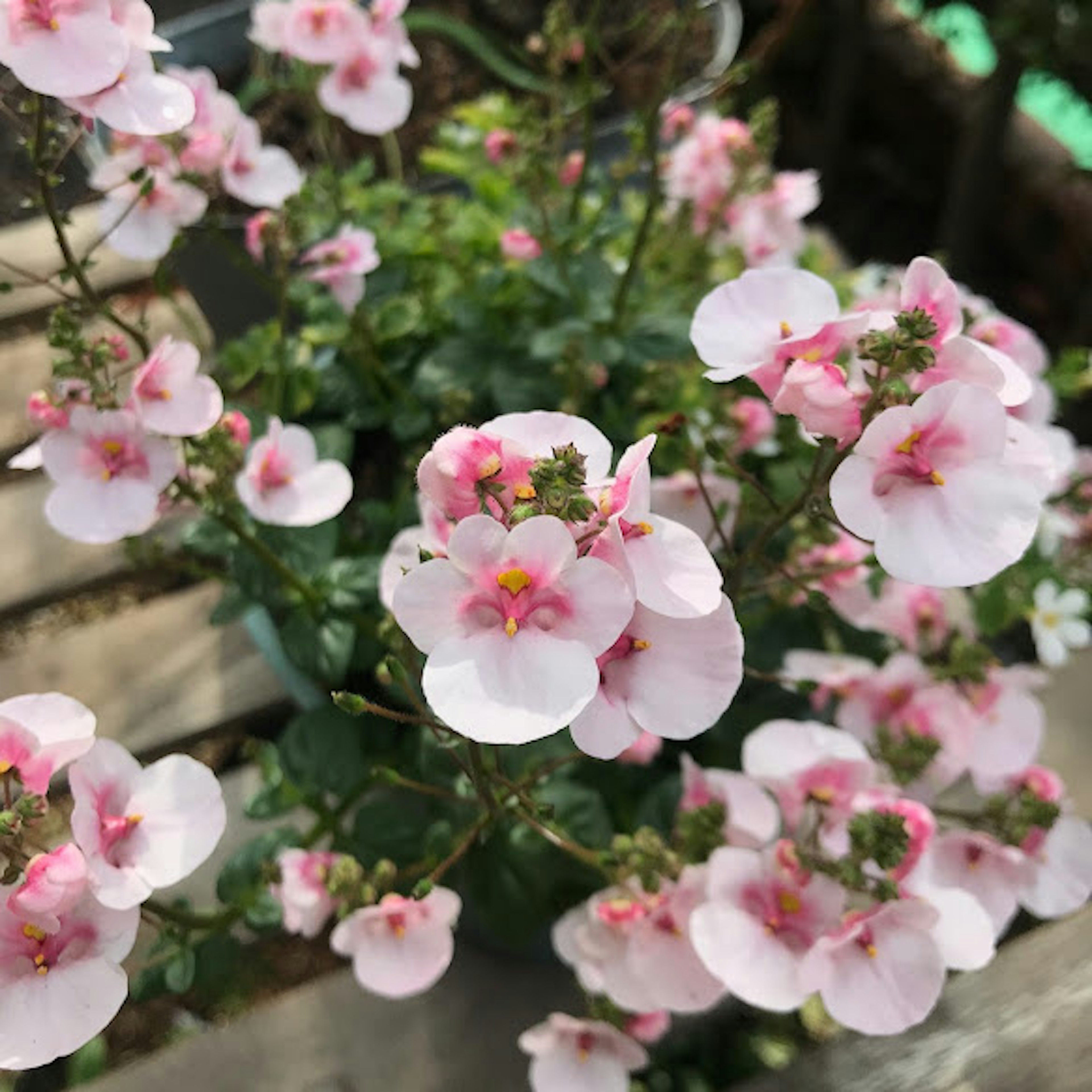 ピンク色の花が咲いている植物のクローズアップ