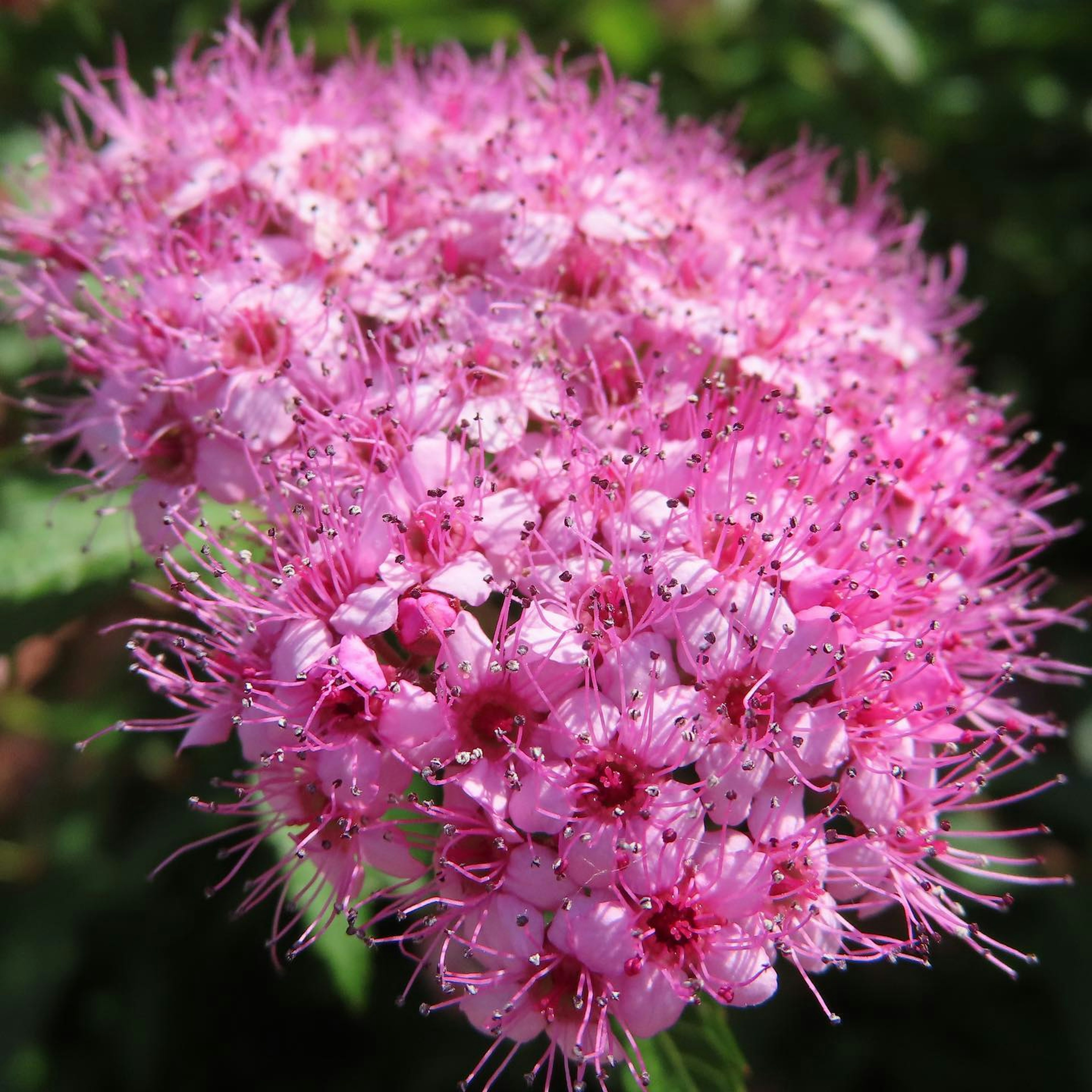 Cluster of vibrant pink flowers blooming densely