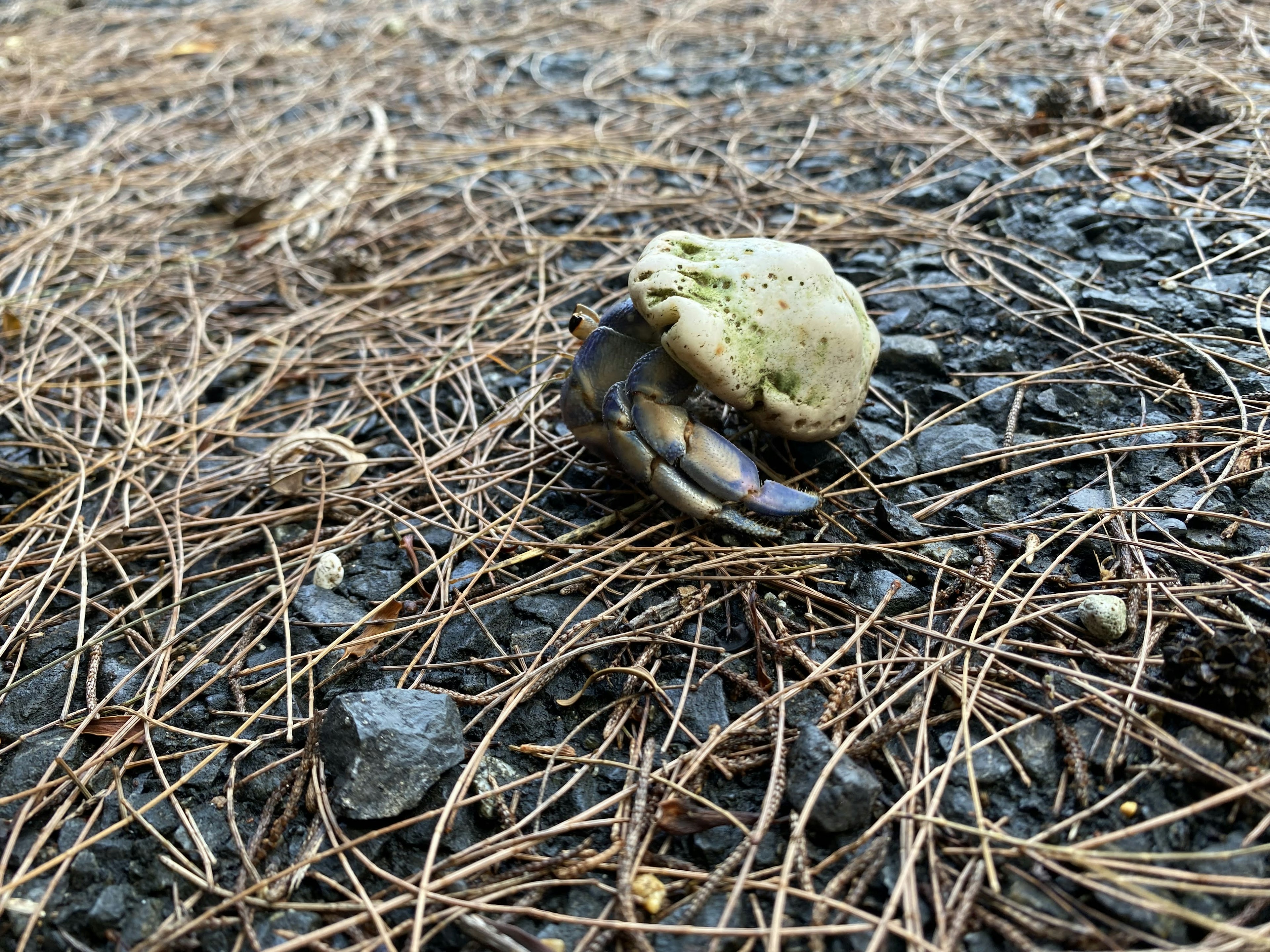 A small crab perched on a rock surrounded by pine needles