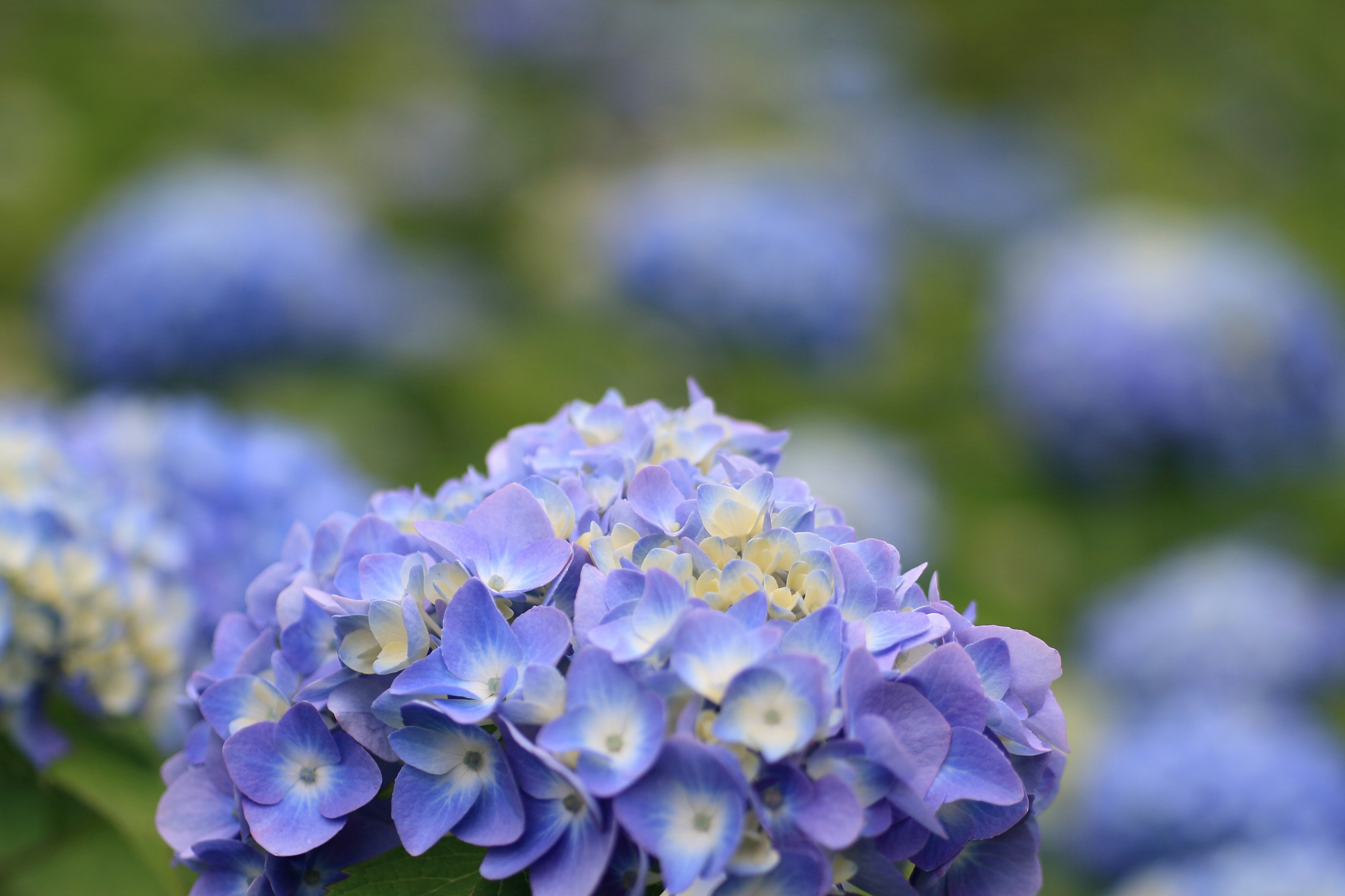 Primo piano di fiori di ortensia blu in un giardino