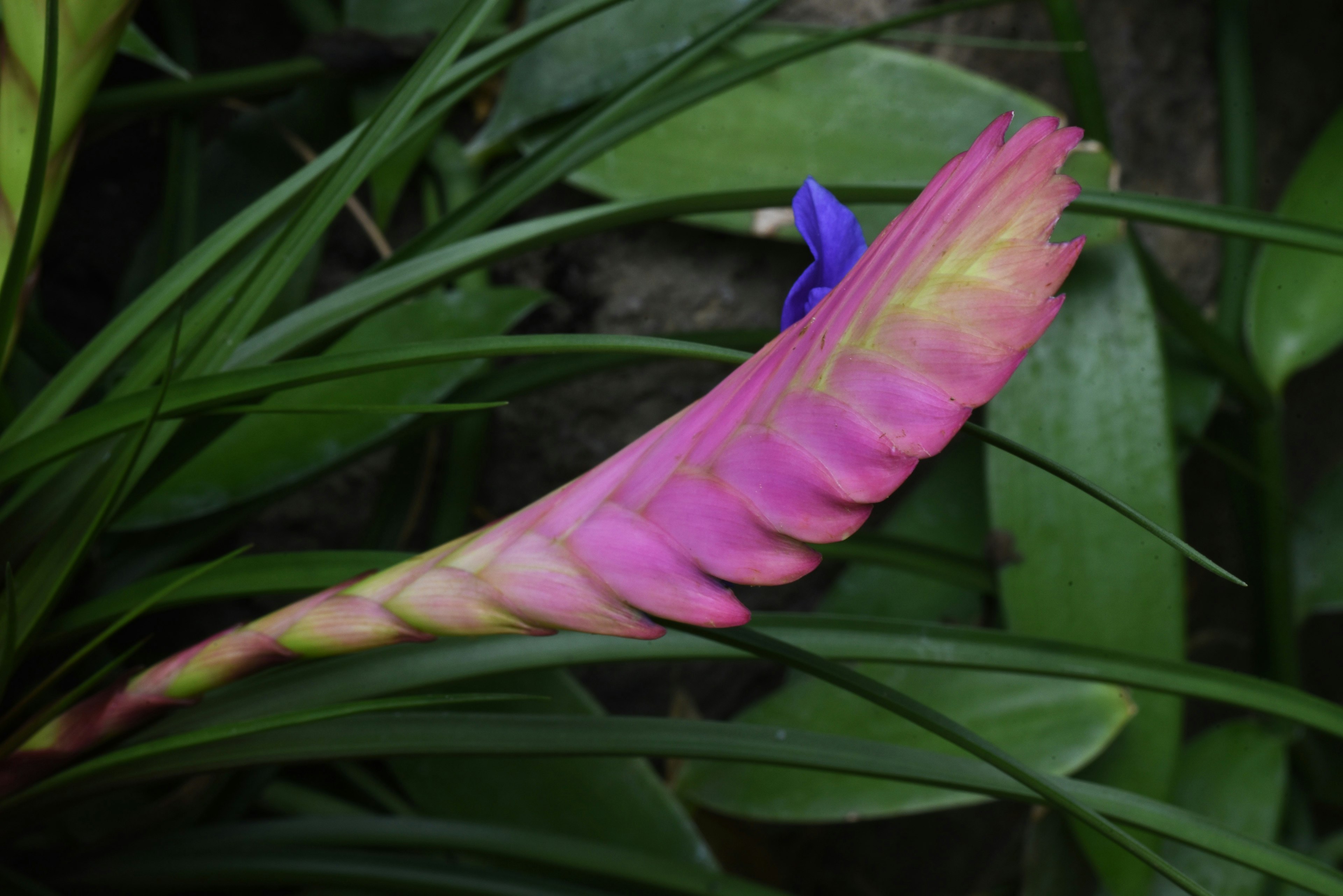 Vibrant pink petal with a blue flower among green leaves